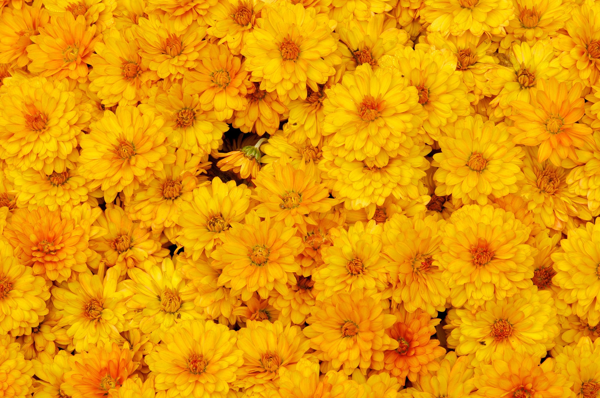 A close-up view of many yellow chrysanthemums. HD Wallpaper