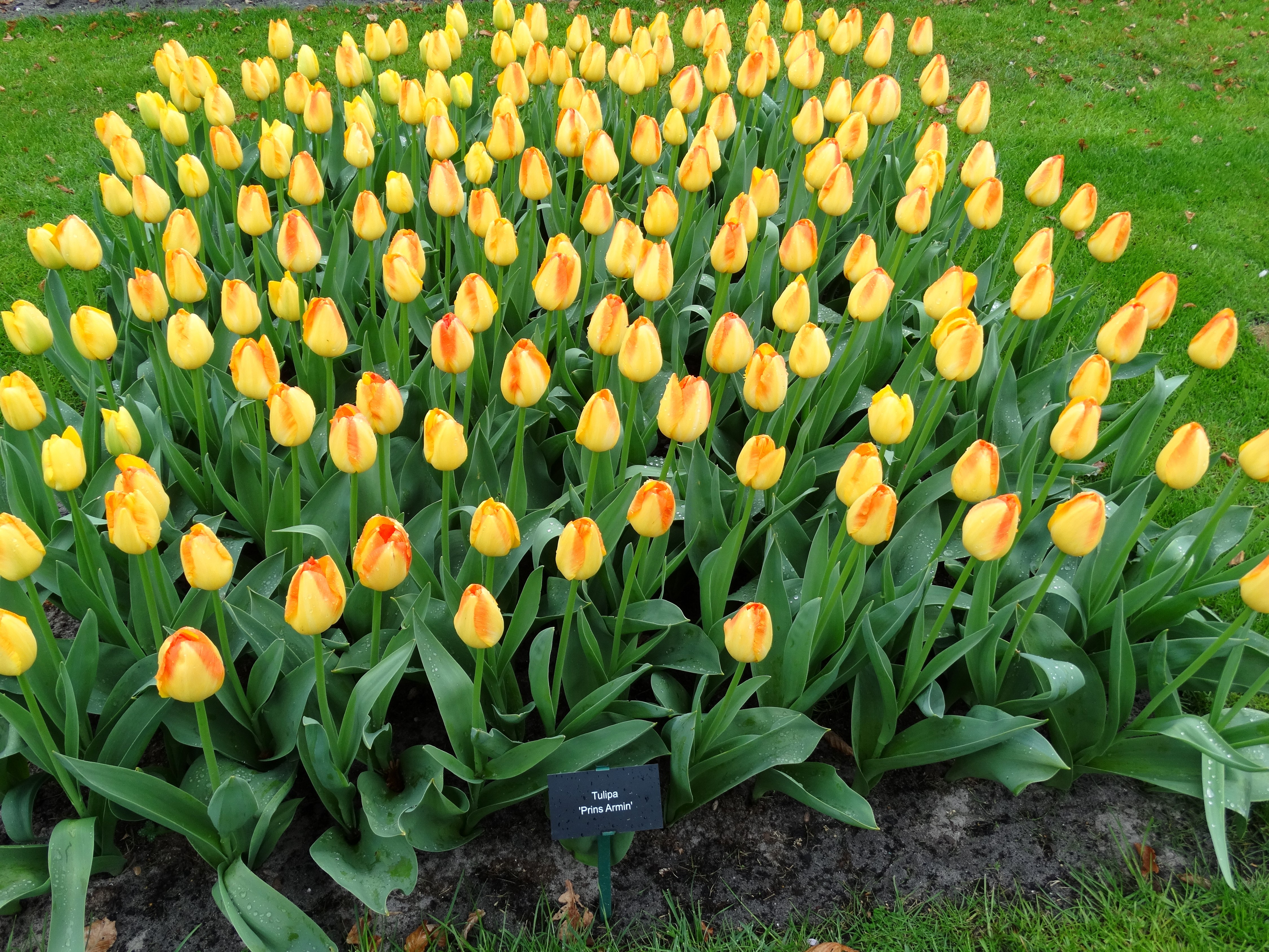 Yellow Tulips in a Garden HD Wallpaper