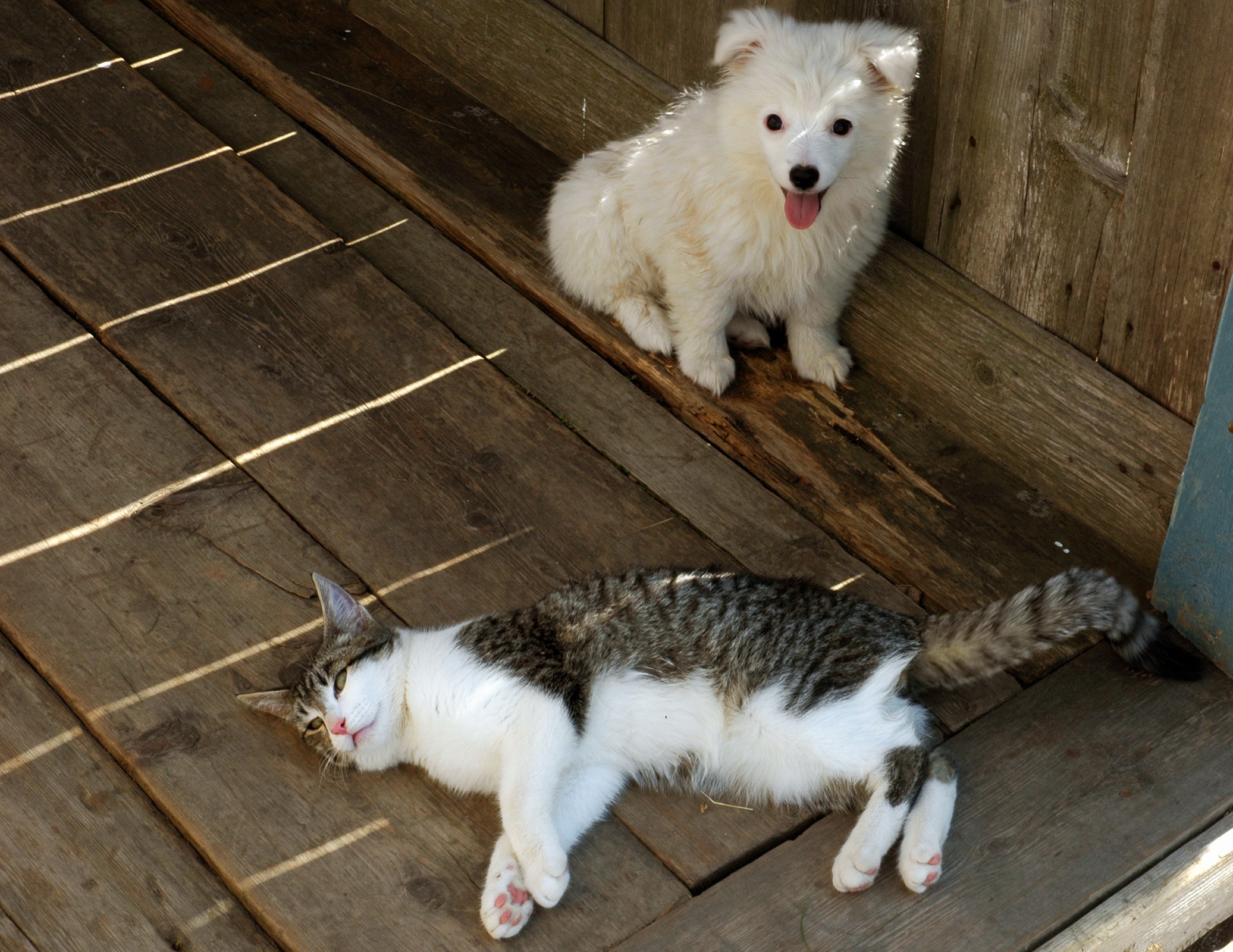 A white puppy and a tabby cat on wooden planks HD Wallpaper