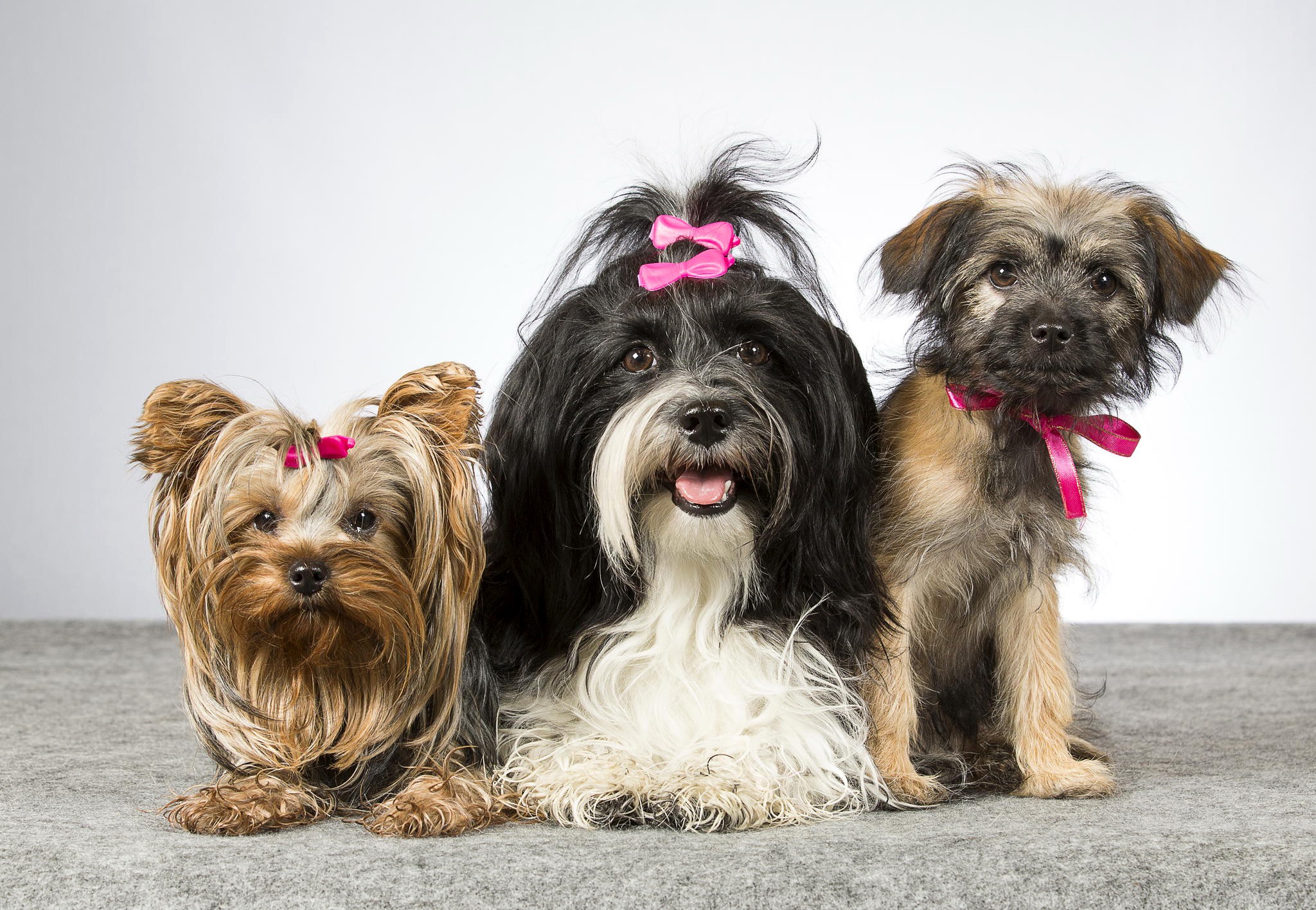 Three dogs with bows on a gray carpet HD Wallpaper
