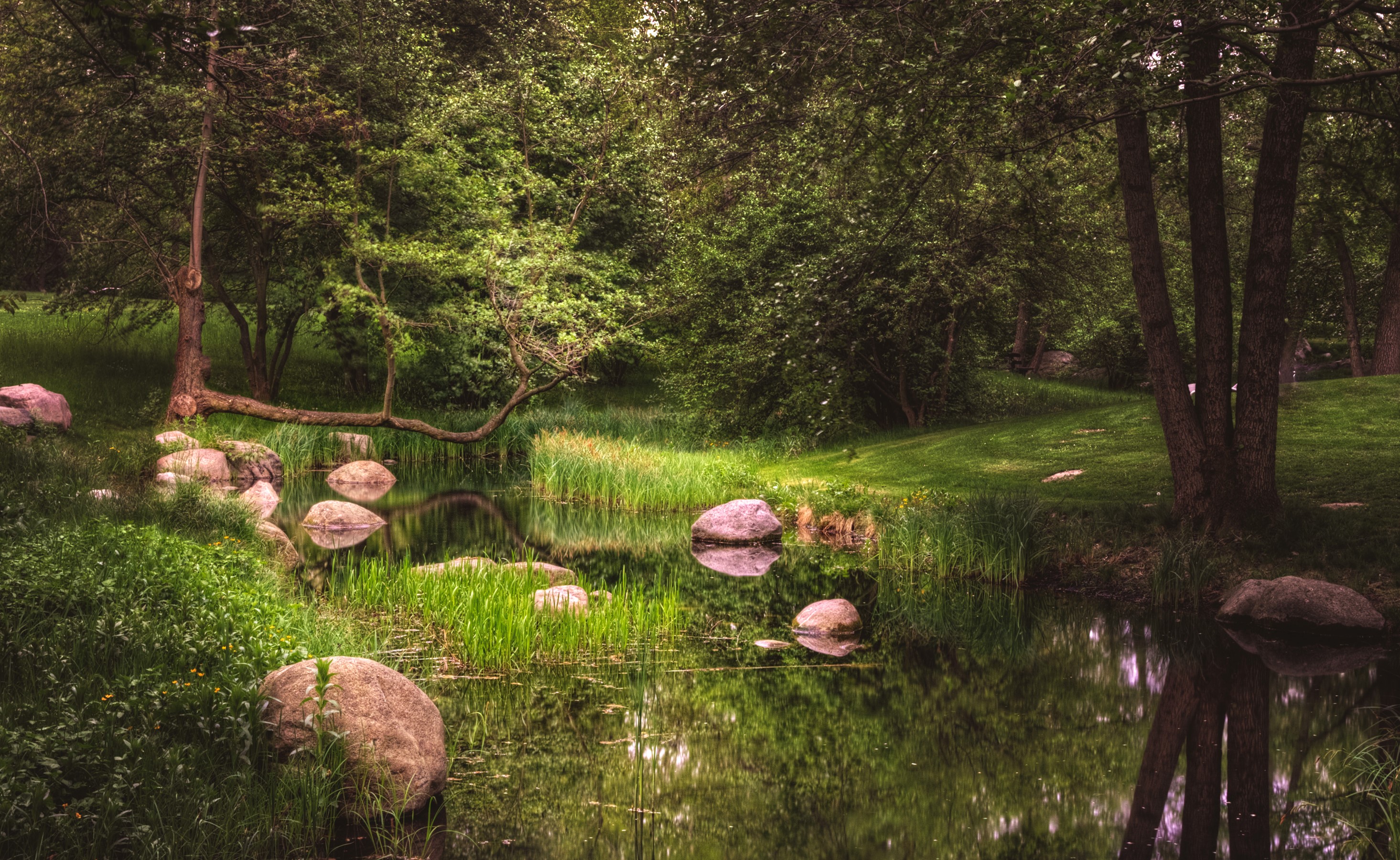 Pond with rocks and trees in Britzer Garten, Berlin HD Wallpaper