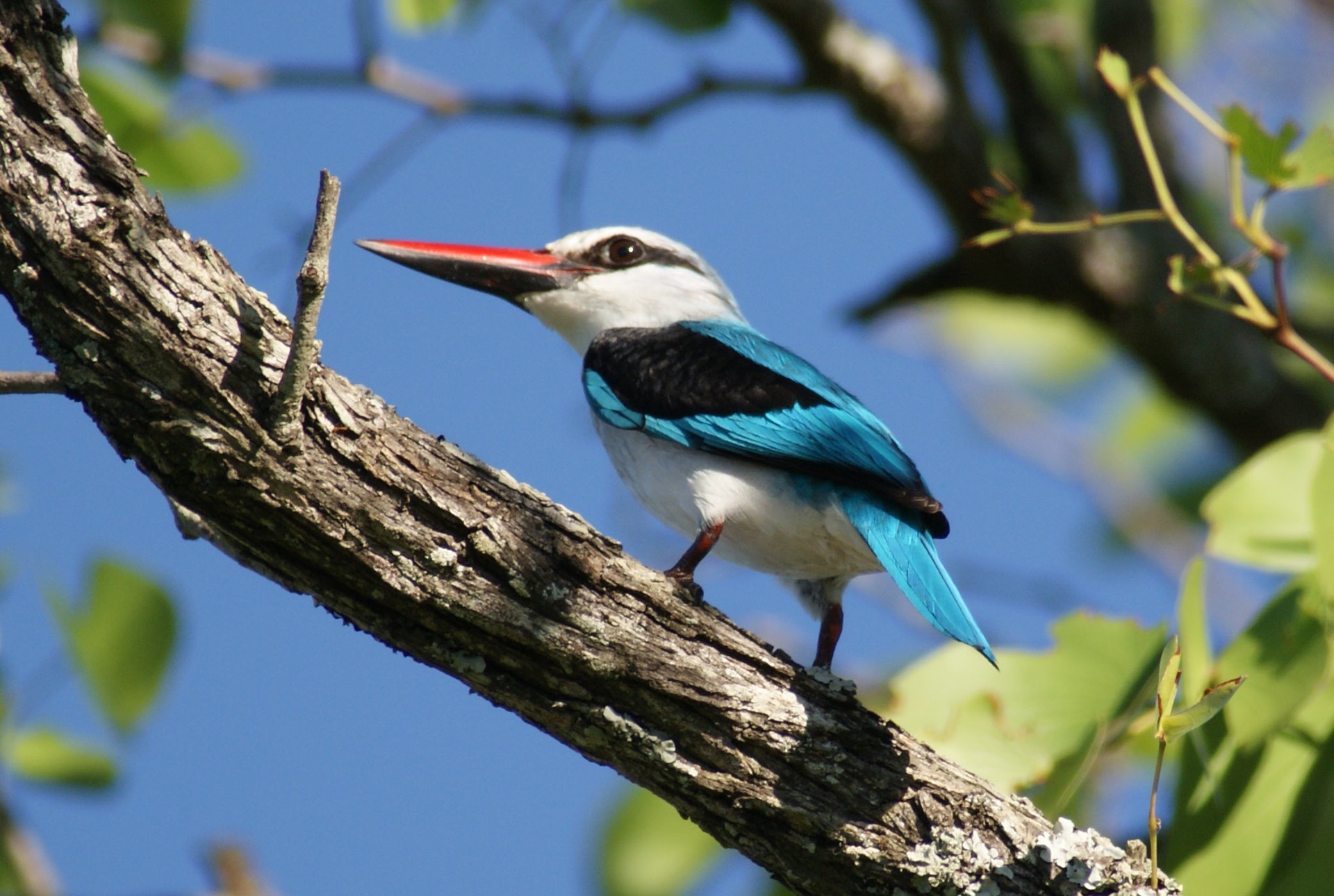 Kingfisher perched on a tree branch HD Wallpaper