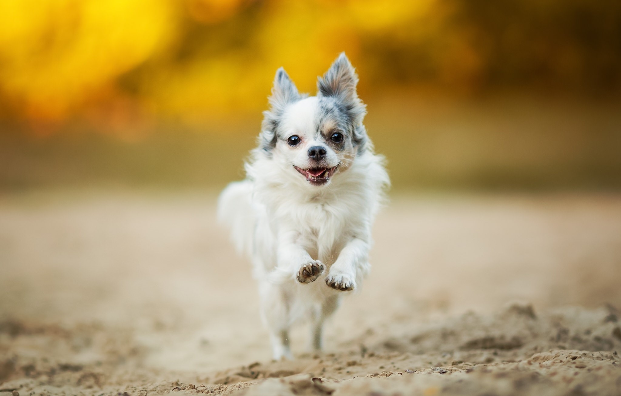 Long-haired Chihuahua running on sand HD Wallpaper