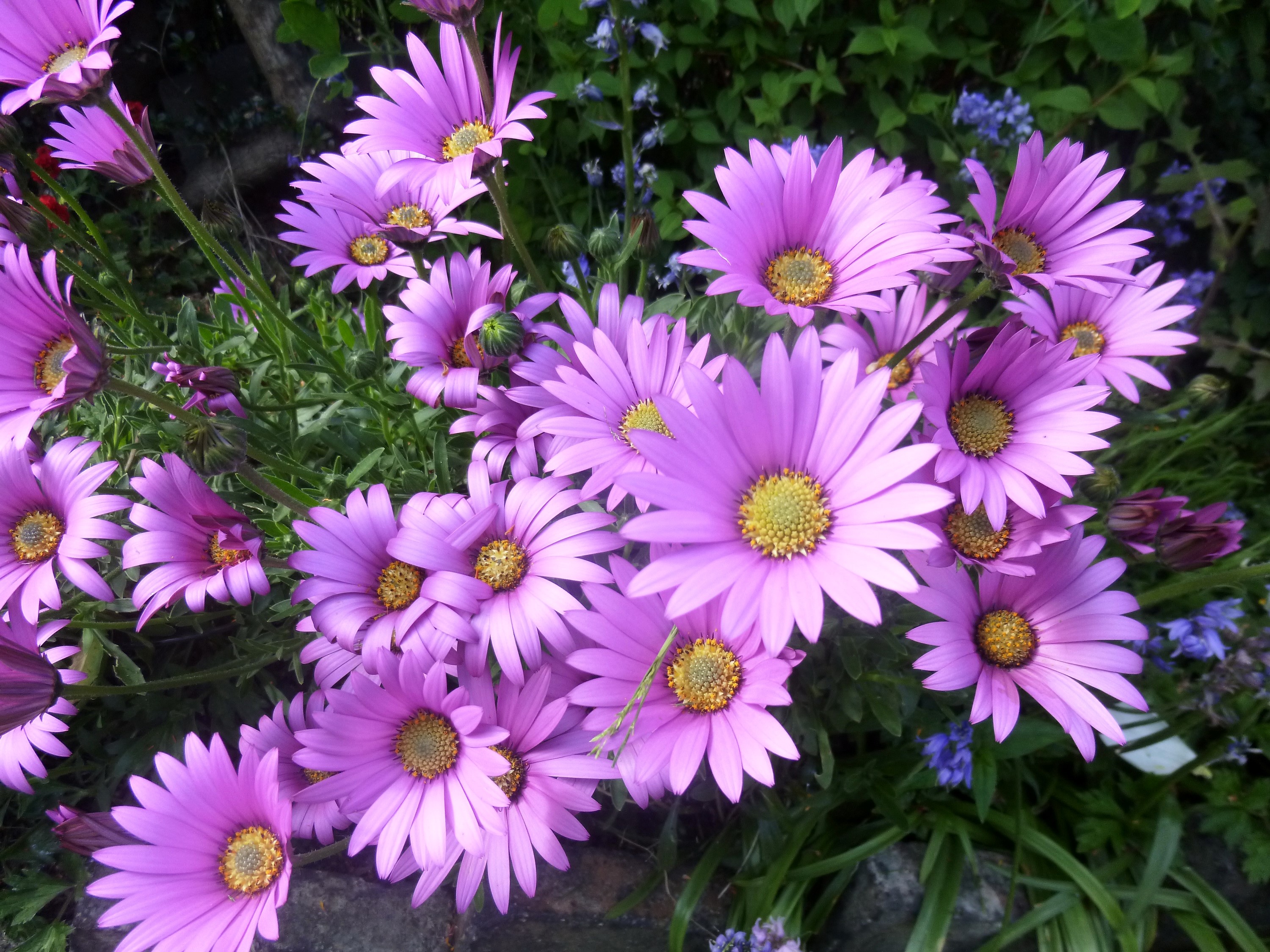Purple daisies with yellow centers in a garden HD Wallpaper