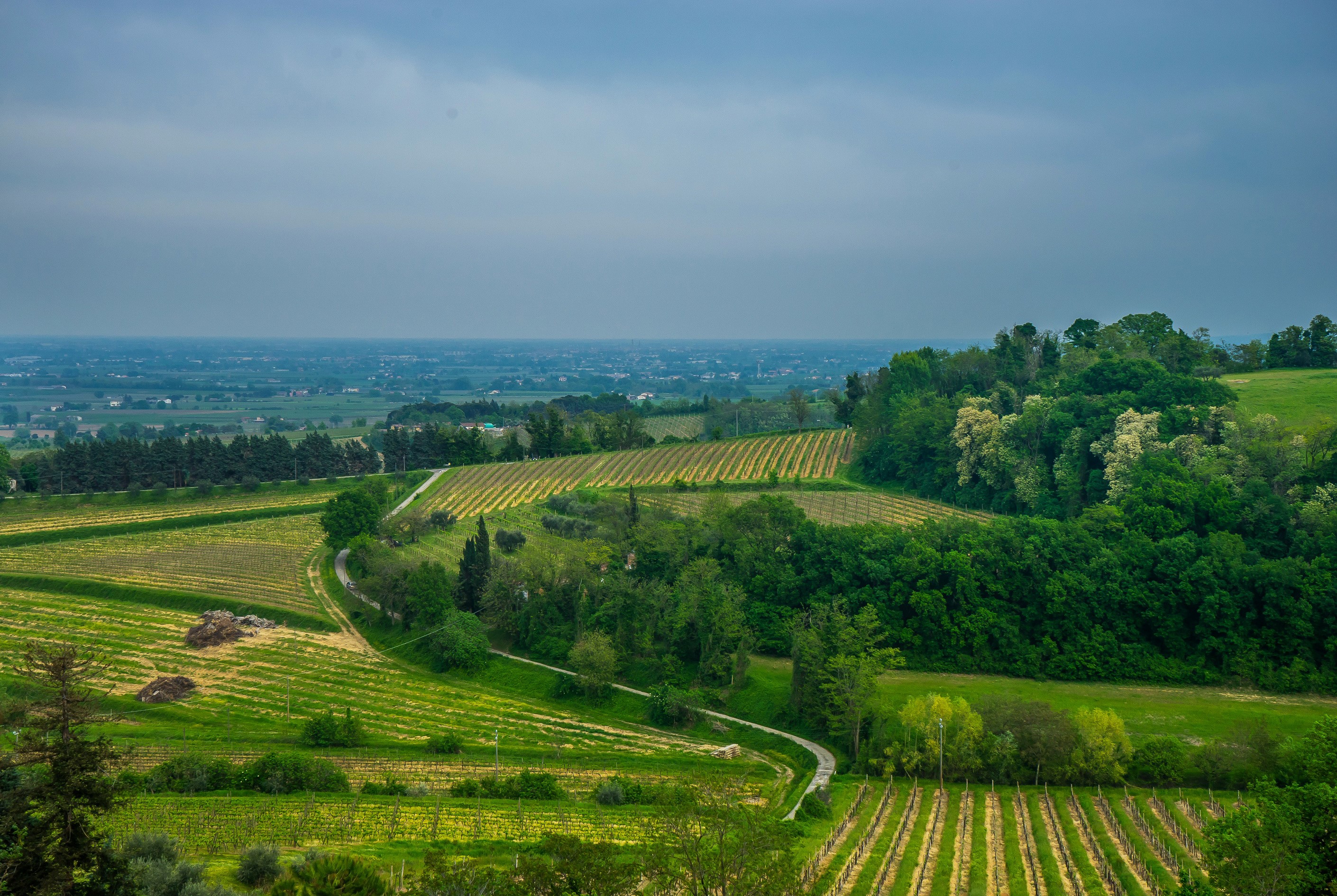 Vineyards and rolling hills in Brisighella, Italy HD Wallpaper