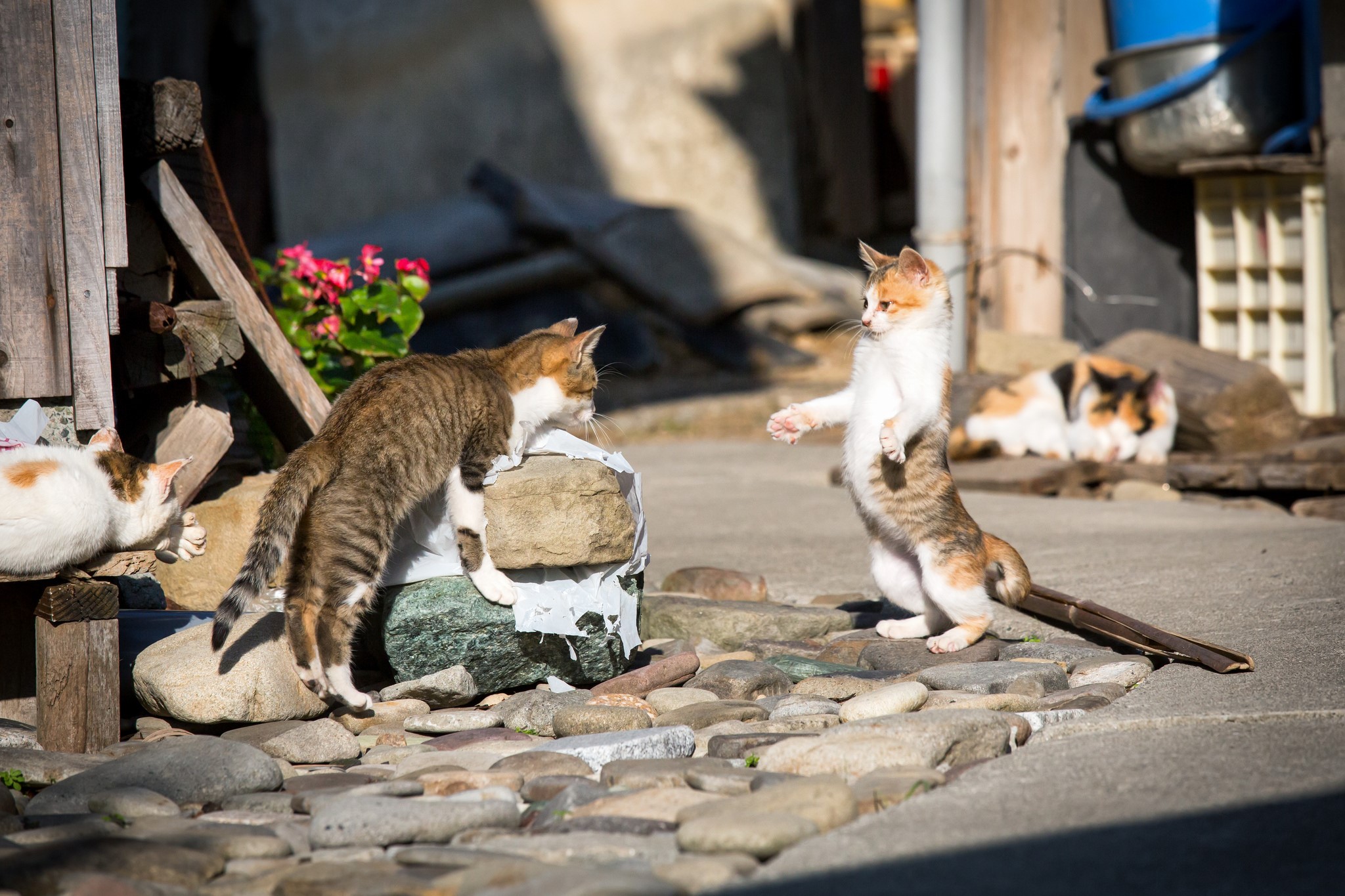 Kittens playing on a stone path HD Wallpaper