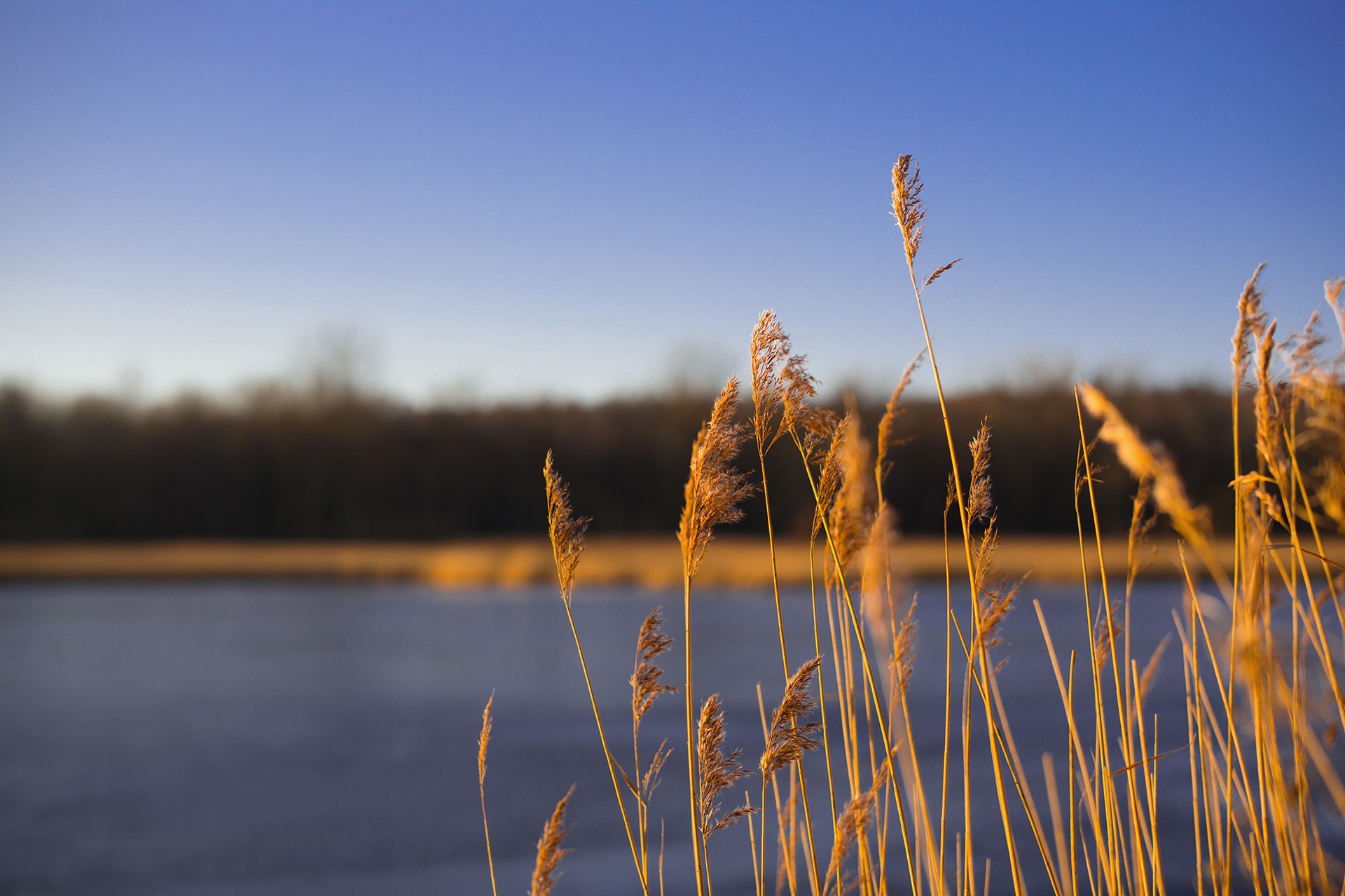 Reeds by a Lake at Sunset HD Wallpaper