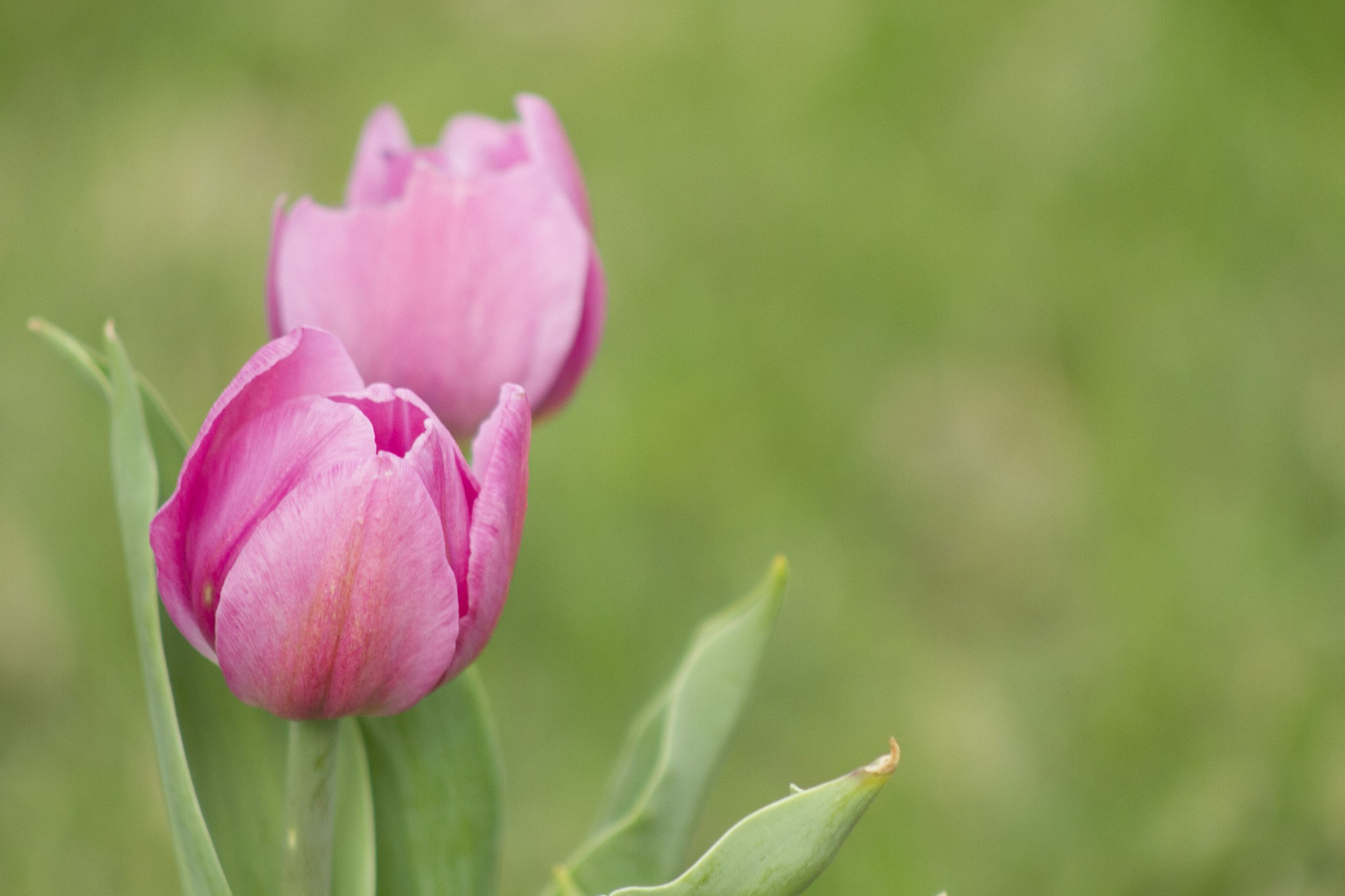 Two pink tulips in a garden HD Wallpaper
