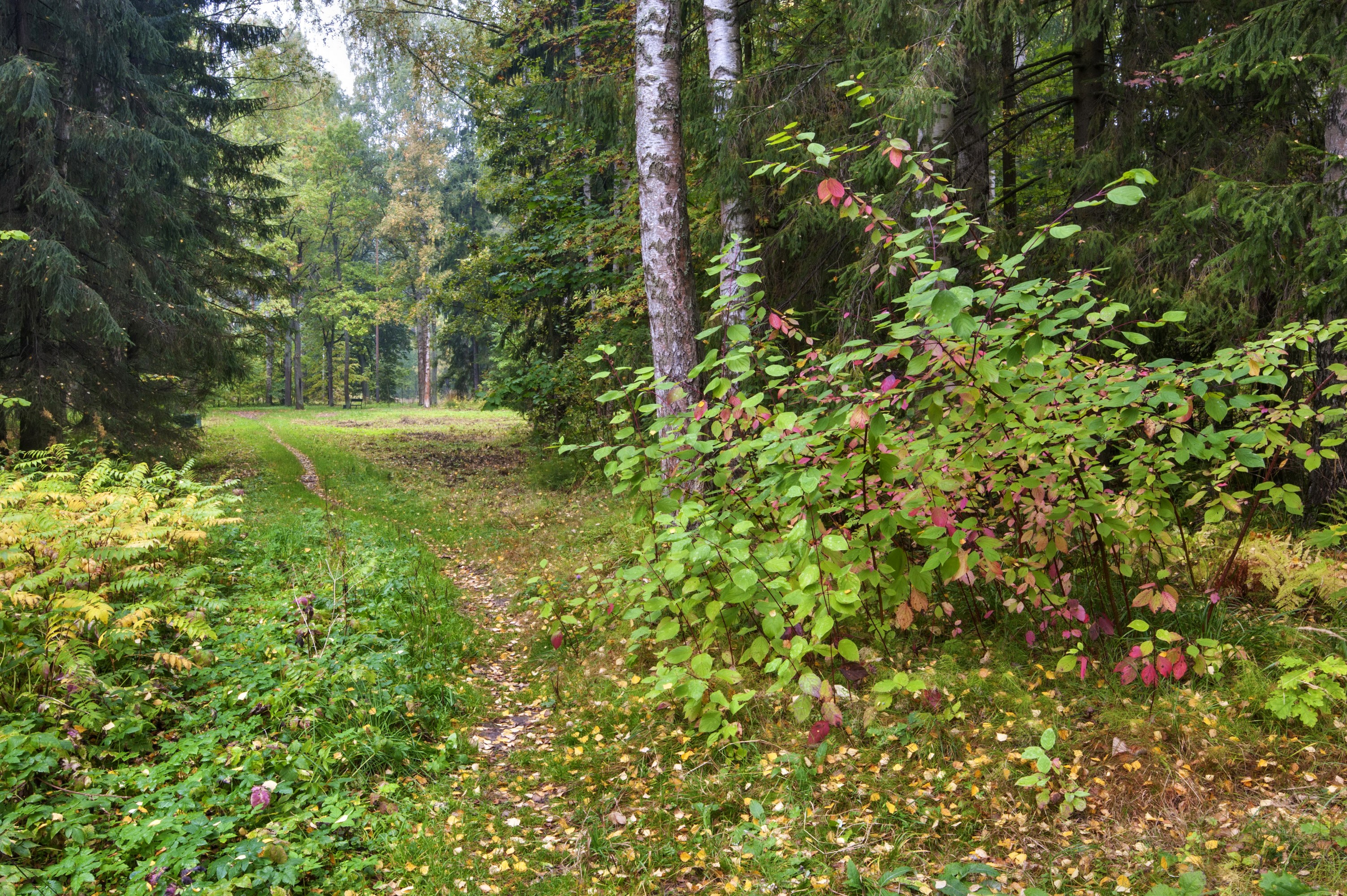 Autumn trail in Pavlovsk Park, St. Petersburg, Russia HD Wallpaper
