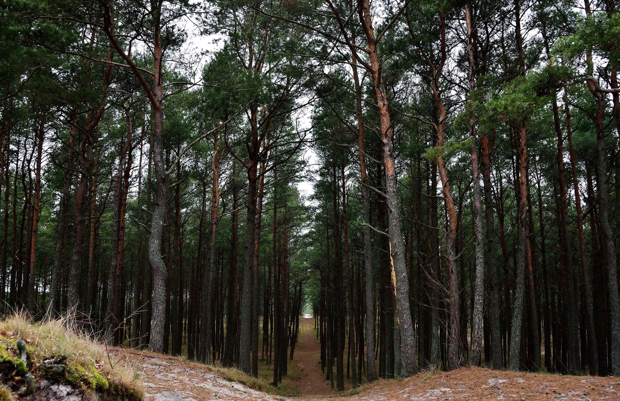 Pine forest path in Lithuania HD Wallpaper