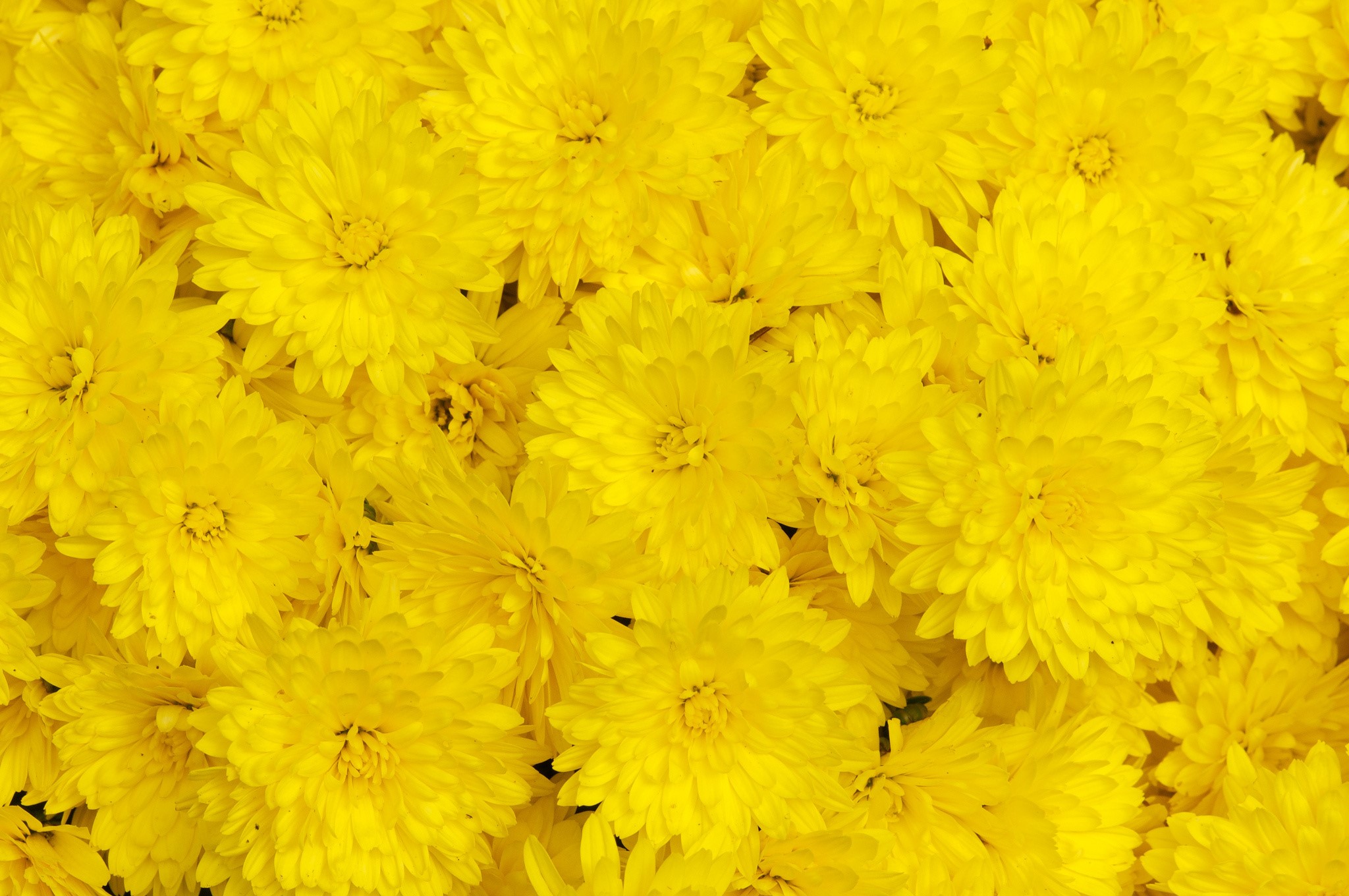 A close-up view of many yellow chrysanthemums HD Wallpaper