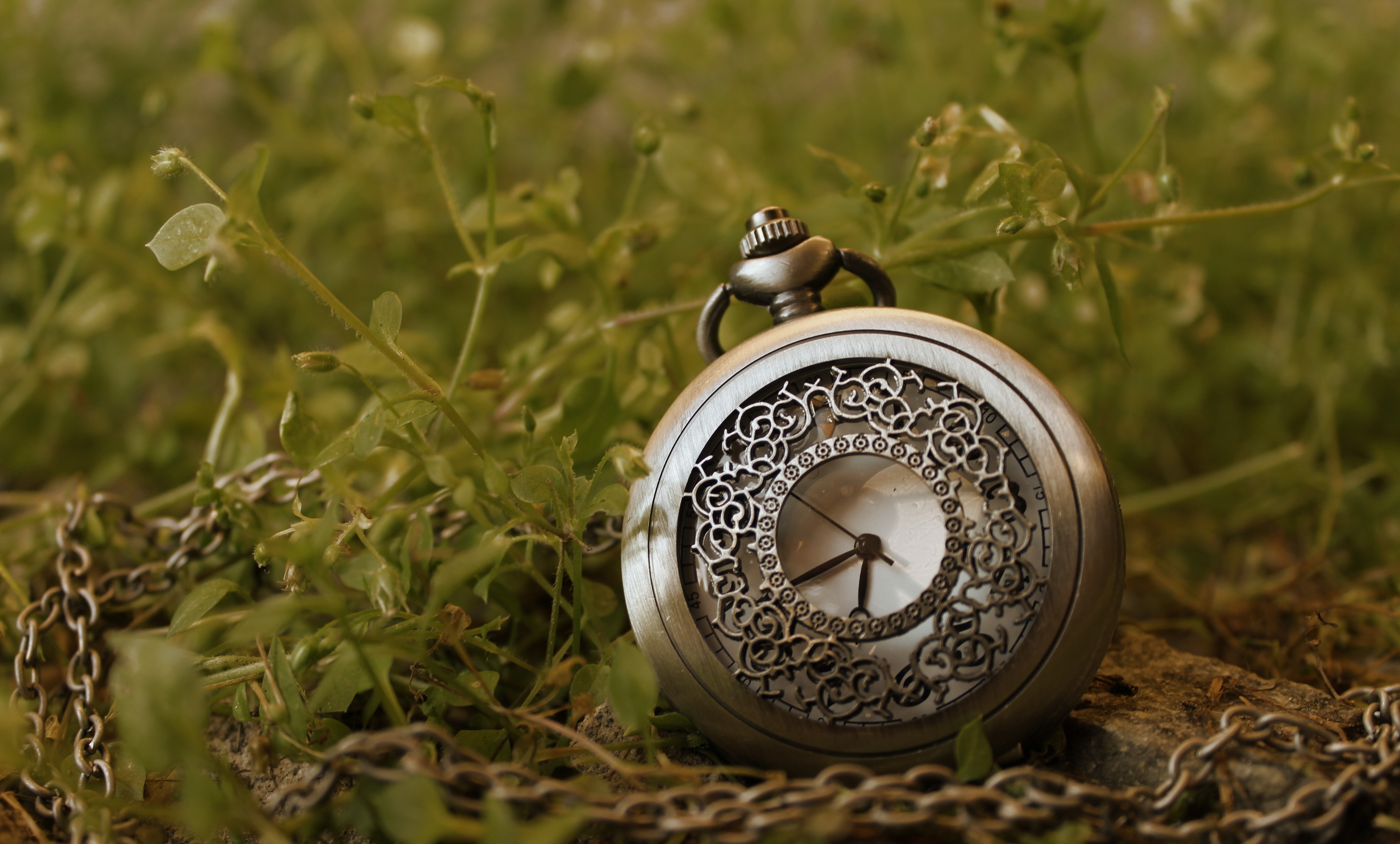 Pocket watch on grass HD Wallpaper
