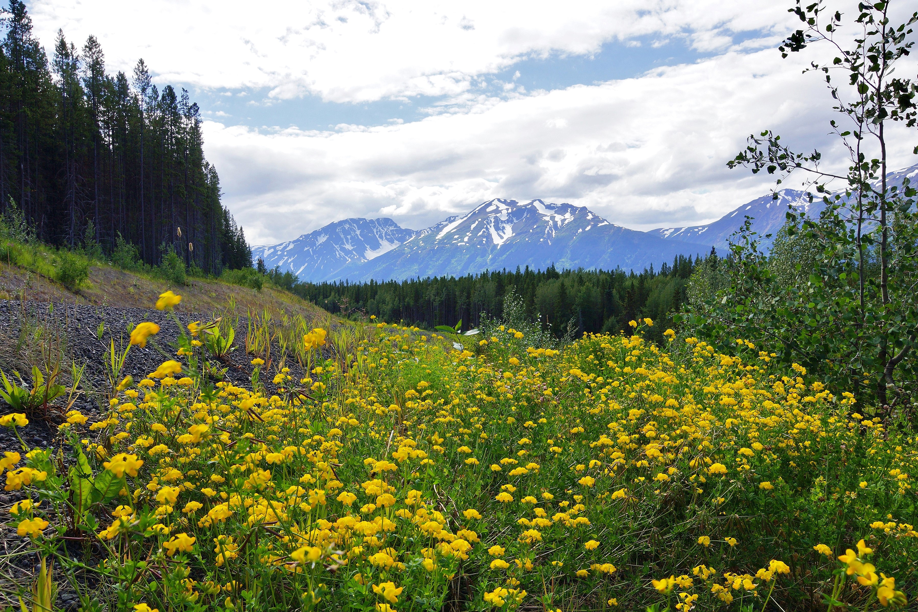 Yellow wildflowers in front of mountains and forest in British Columbia HD Wallpaper
