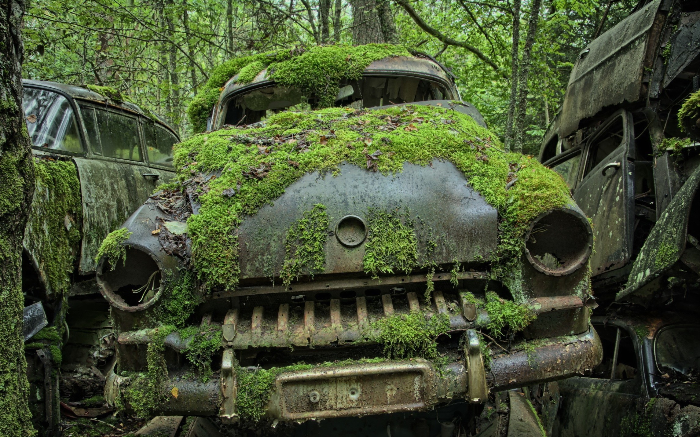 Old cars covered in moss in a forest HD Wallpaper