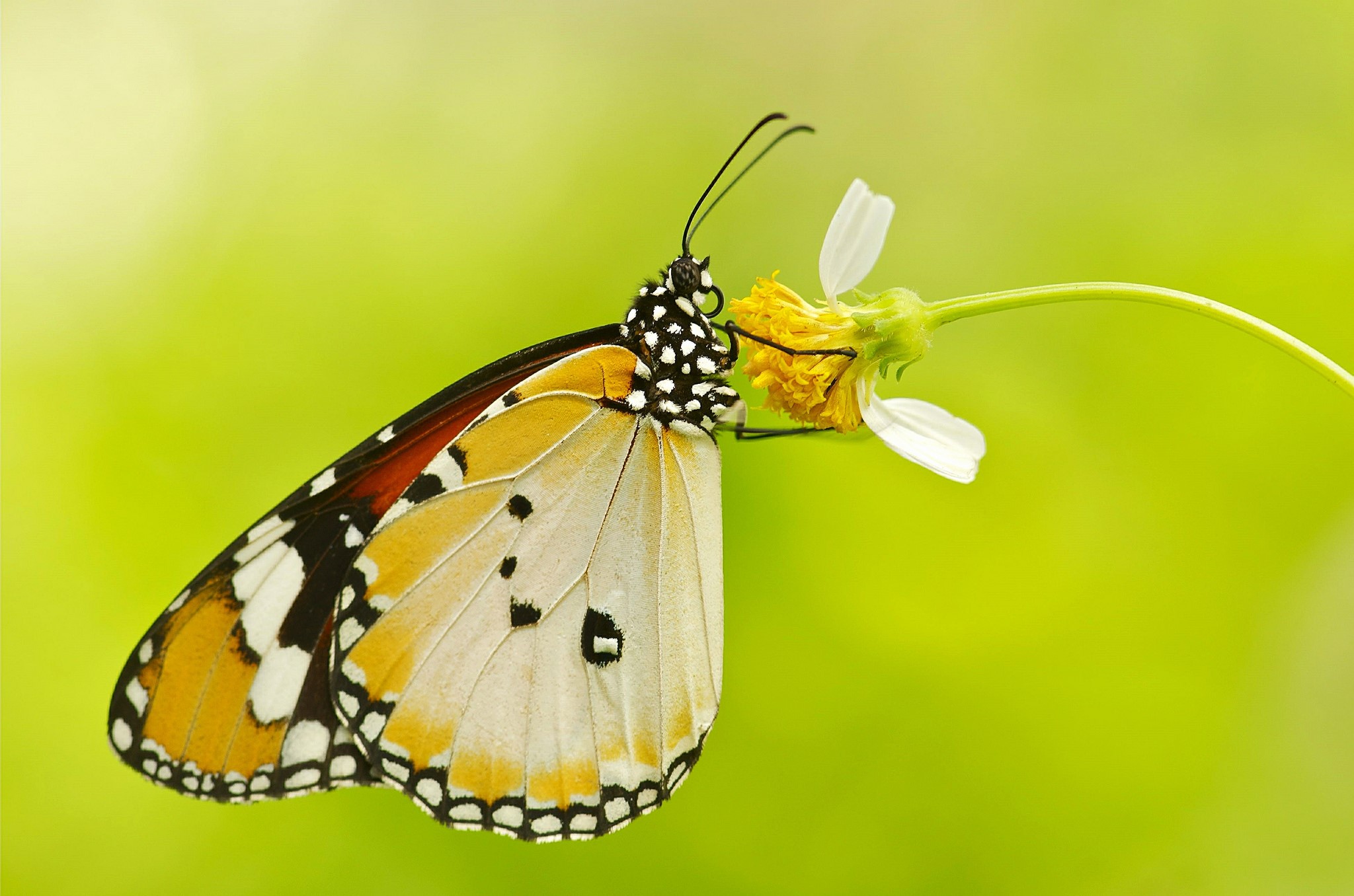 Close-up of a Danaus butterfly on a flower HD Wallpaper