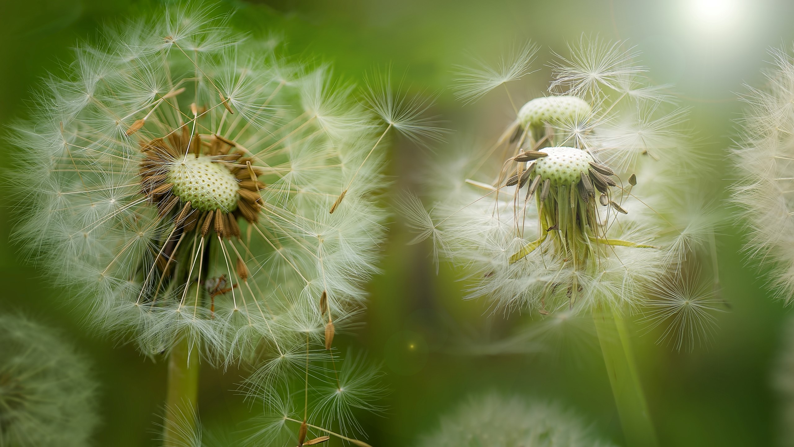 Close-up of Dandelions with seeds dispersing HD Wallpaper