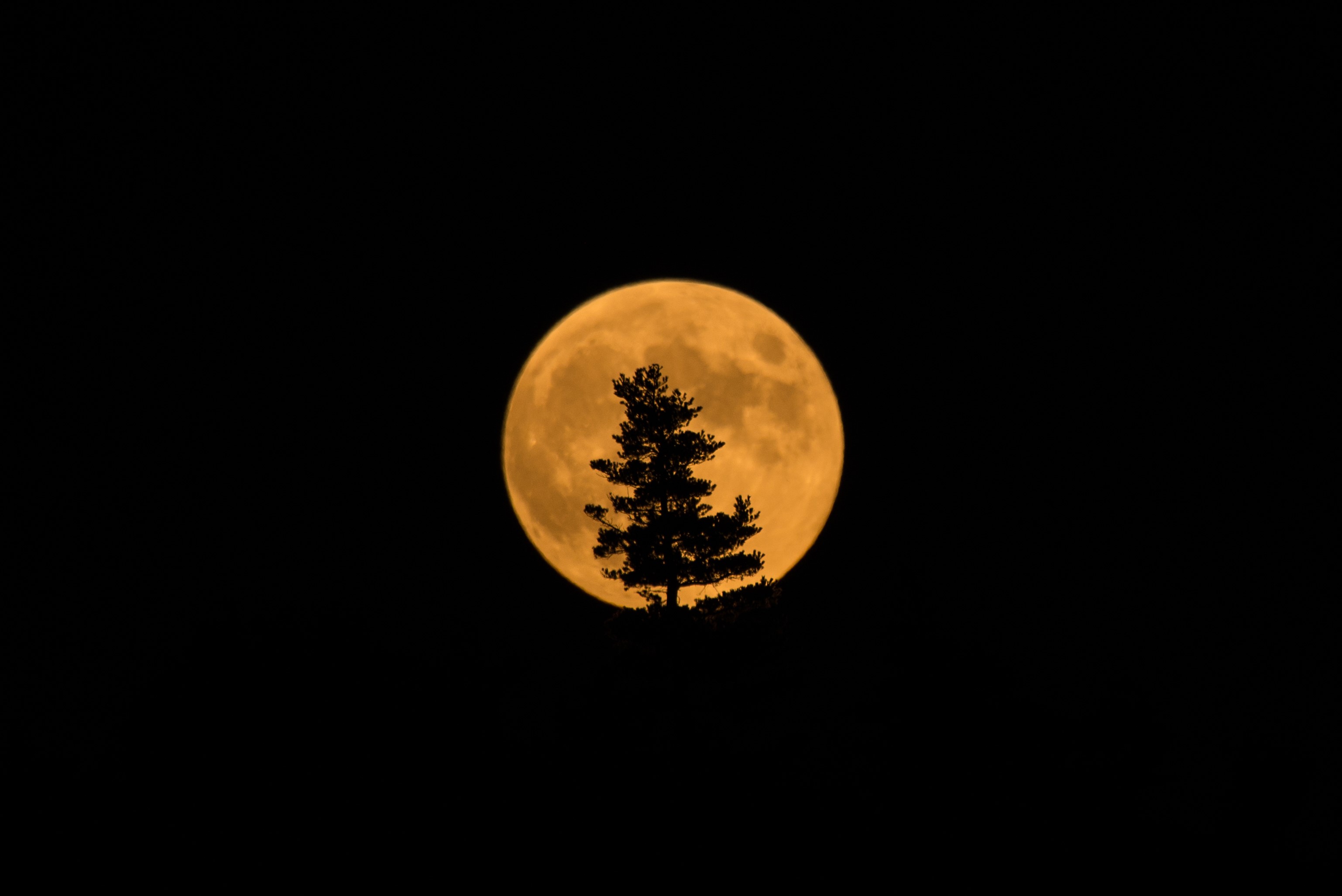 Silhouette of a tree against a full orange moon HD Wallpaper