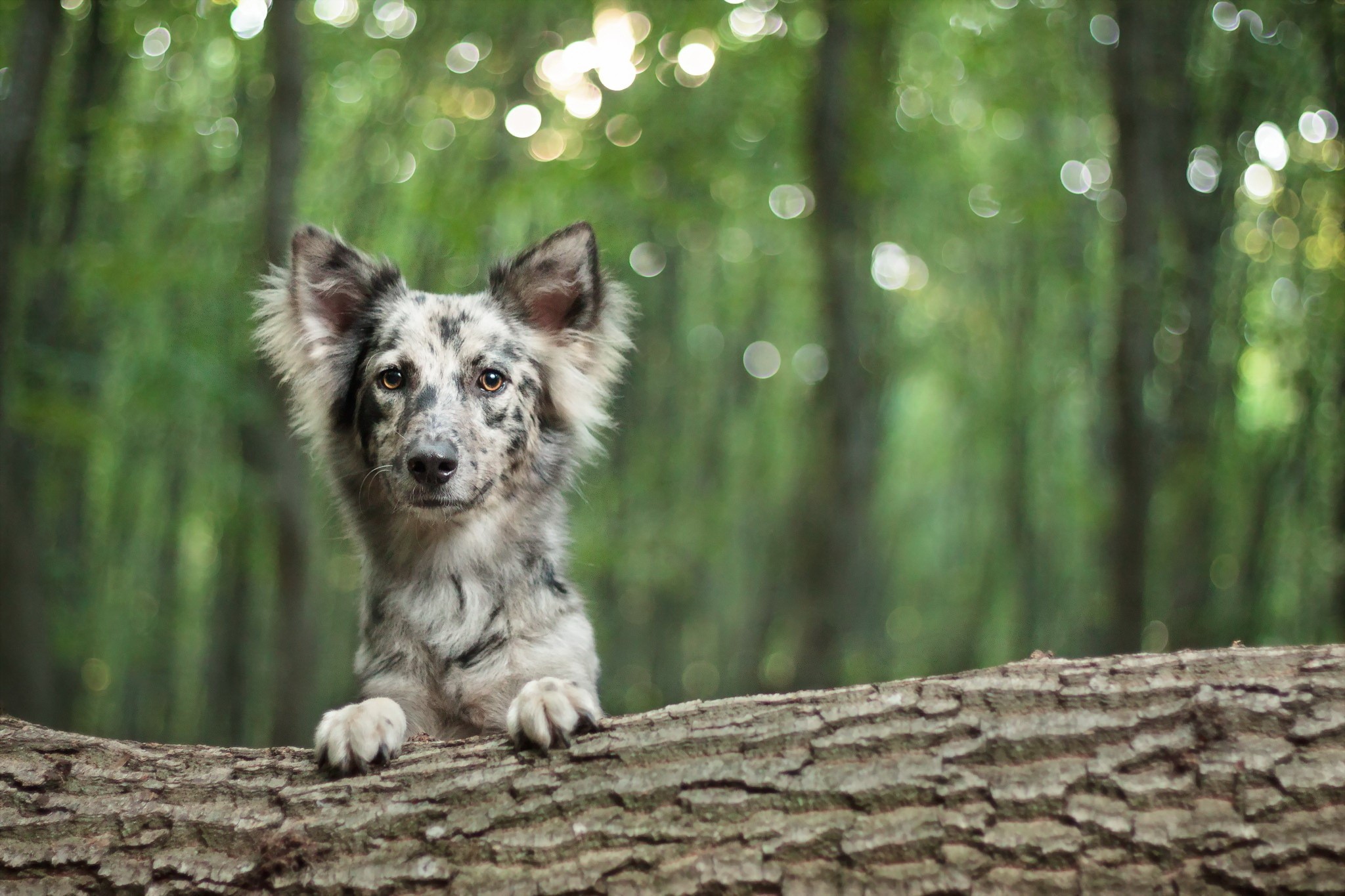 Merle Border Collie dog on a log in forest HD Wallpaper