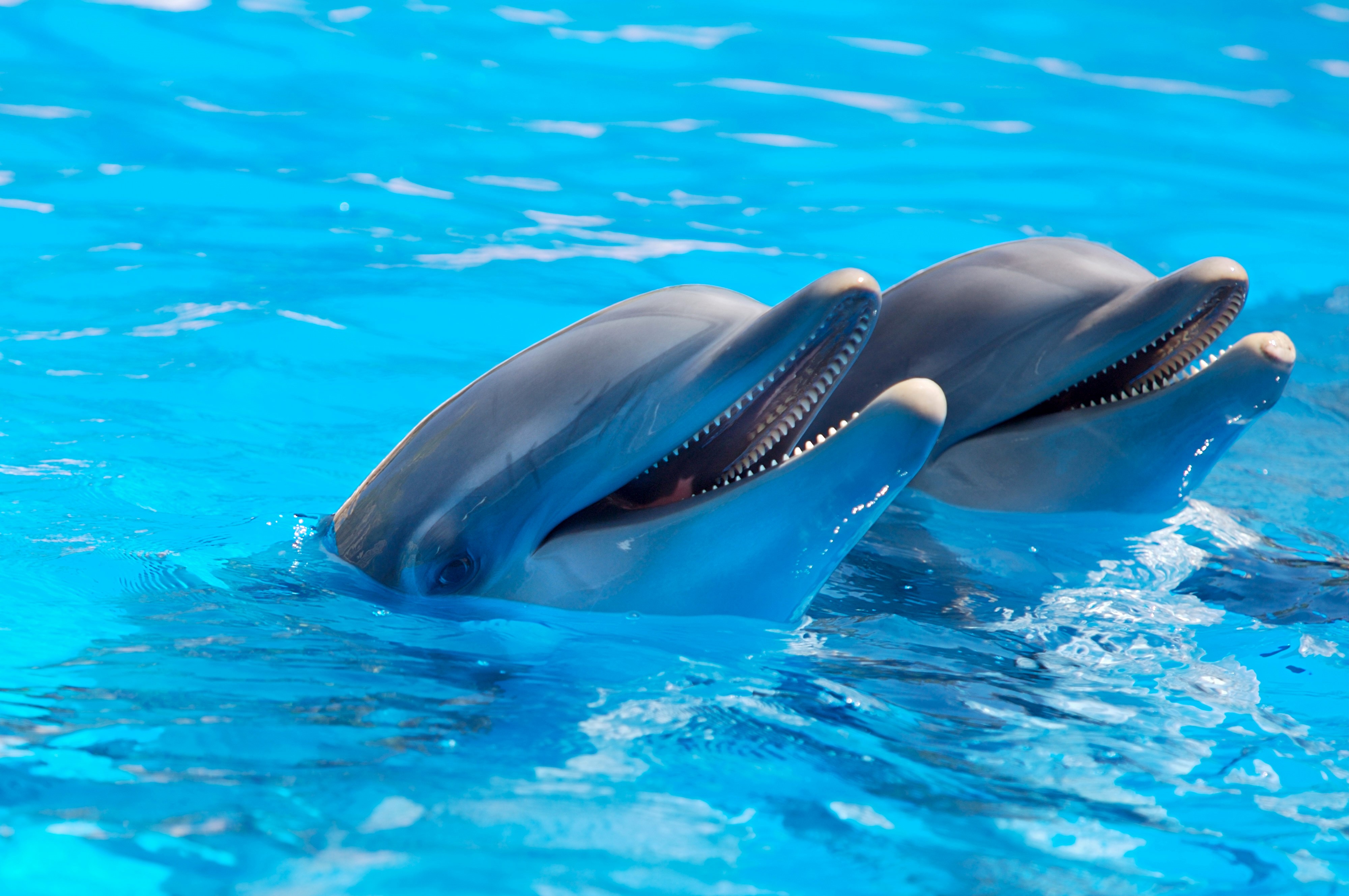 Two Dolphins in Blue Water HD Wallpaper