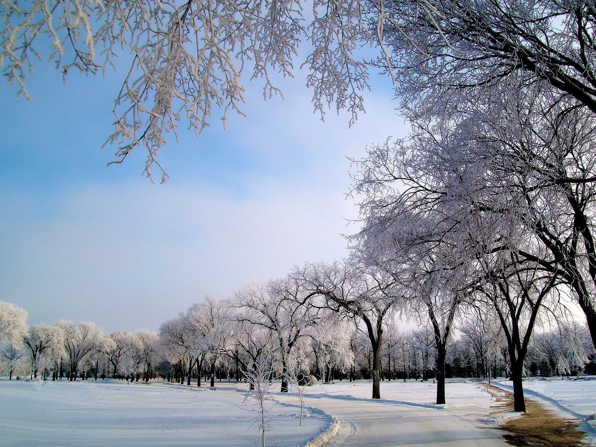 Trees covered in frost in a snowy park under a blue sky HD Wallpaper