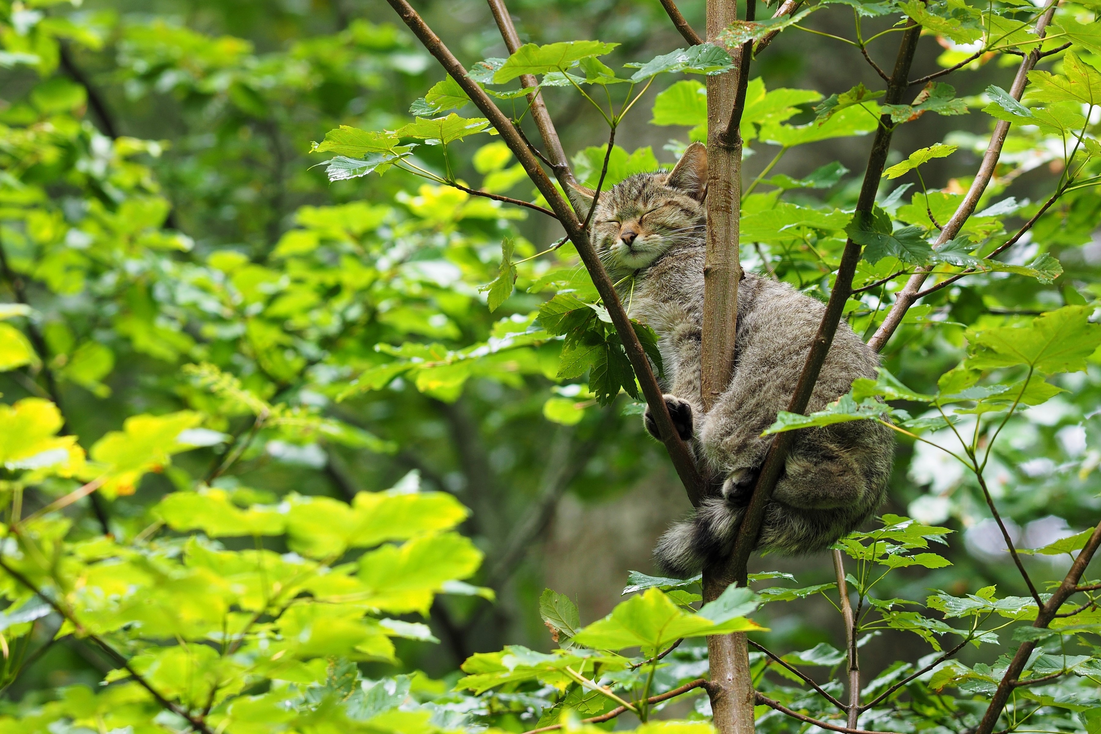 Wildcat sleeping on a tree branch HD Wallpaper
