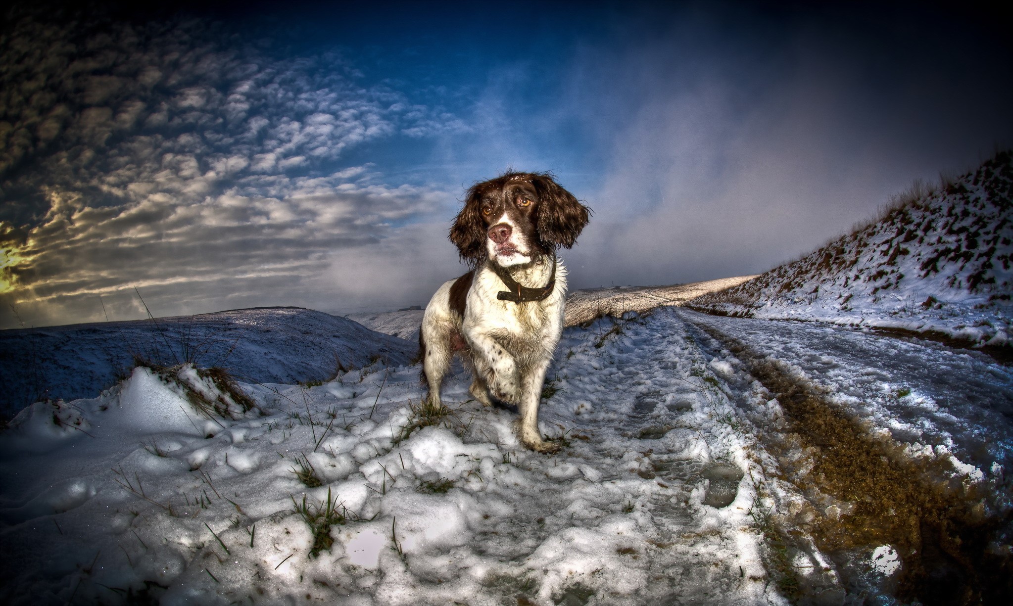 English Springer Spaniel standing on a snowy path HD Wallpaper