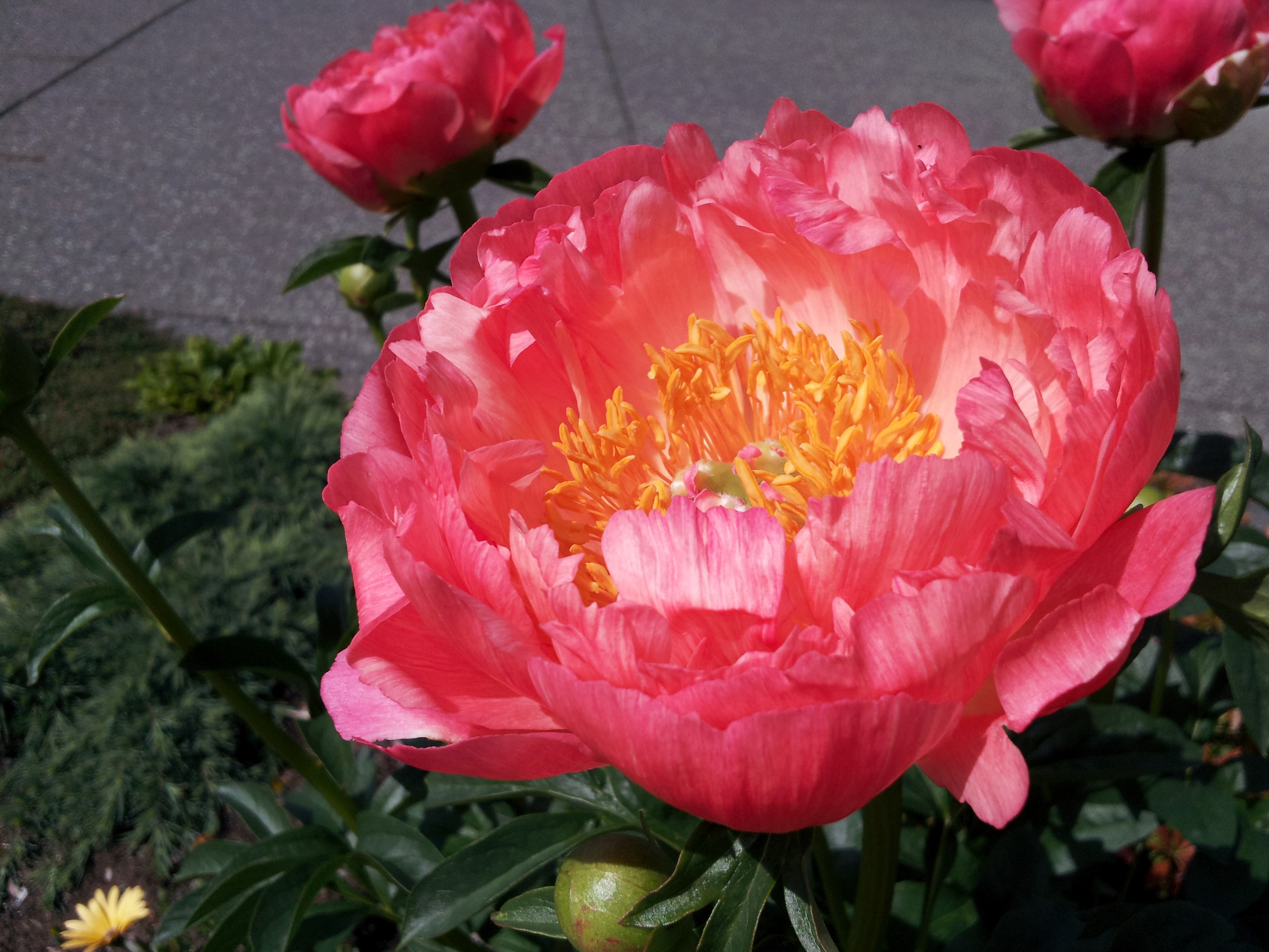 Coral Peony Flower with Yellow Stamens HD Wallpaper