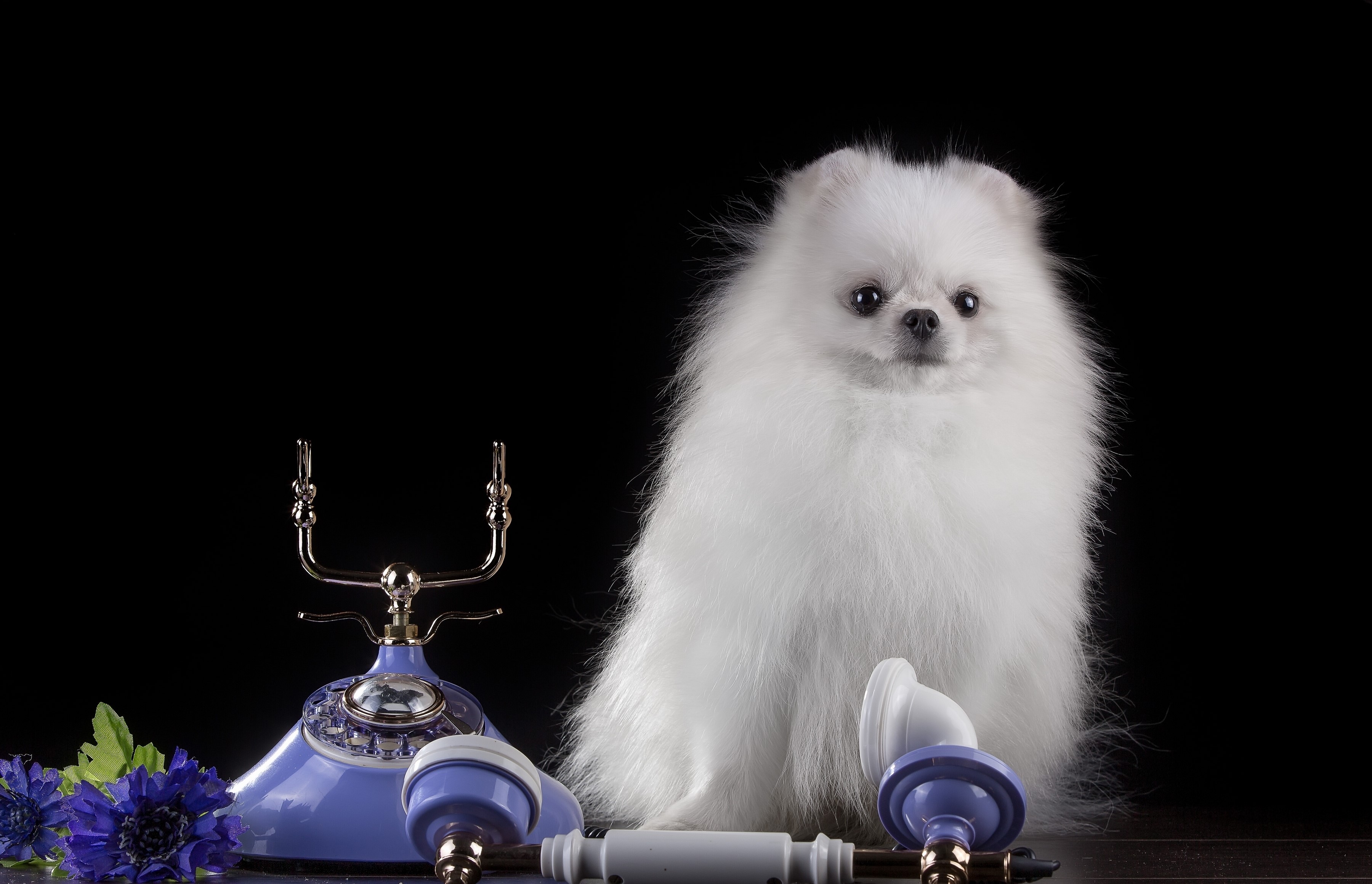 White Pomeranian dog with vintage telephone and blue flowers HD Wallpaper