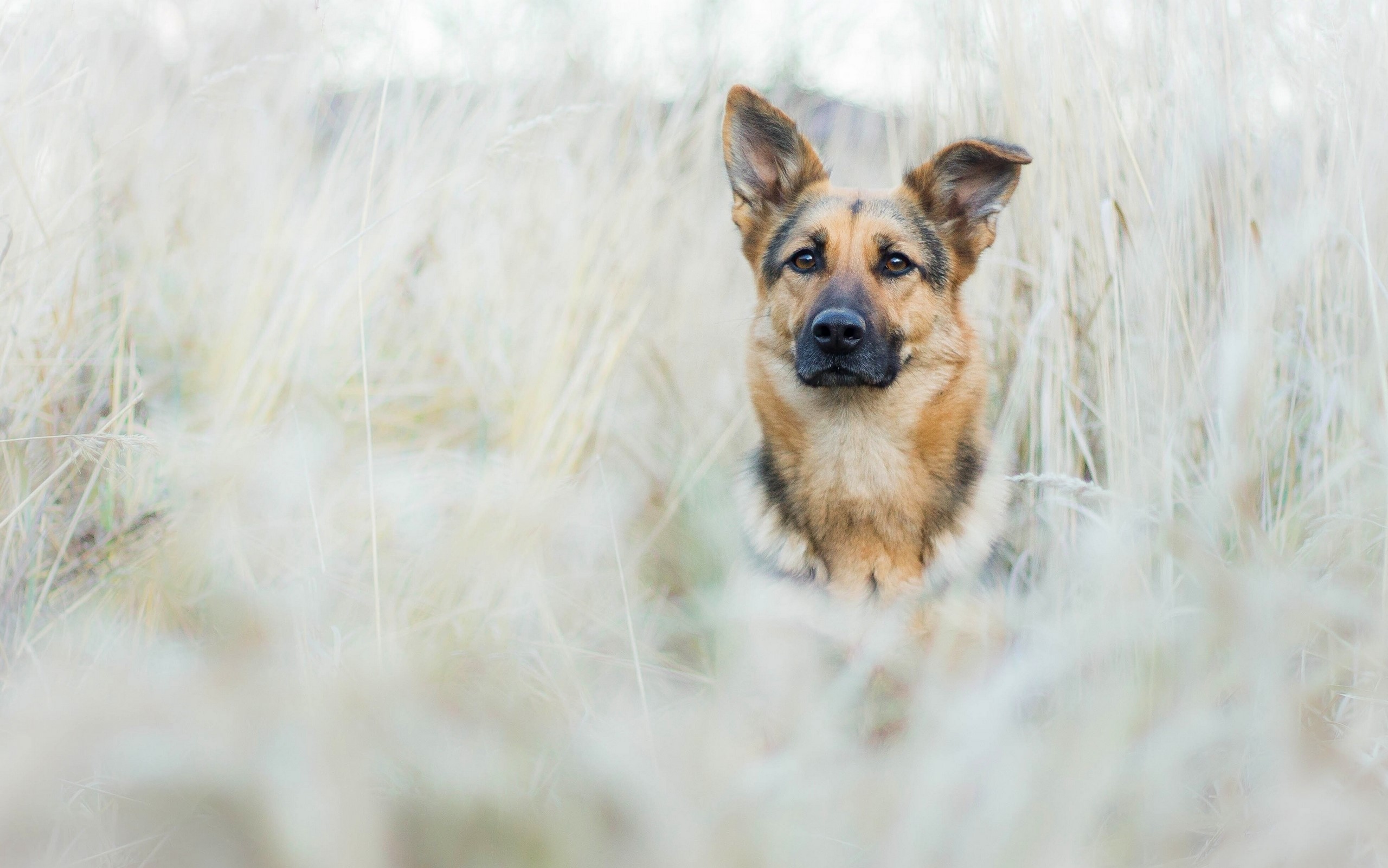 German Shepherd dog in tall grass HD Wallpaper