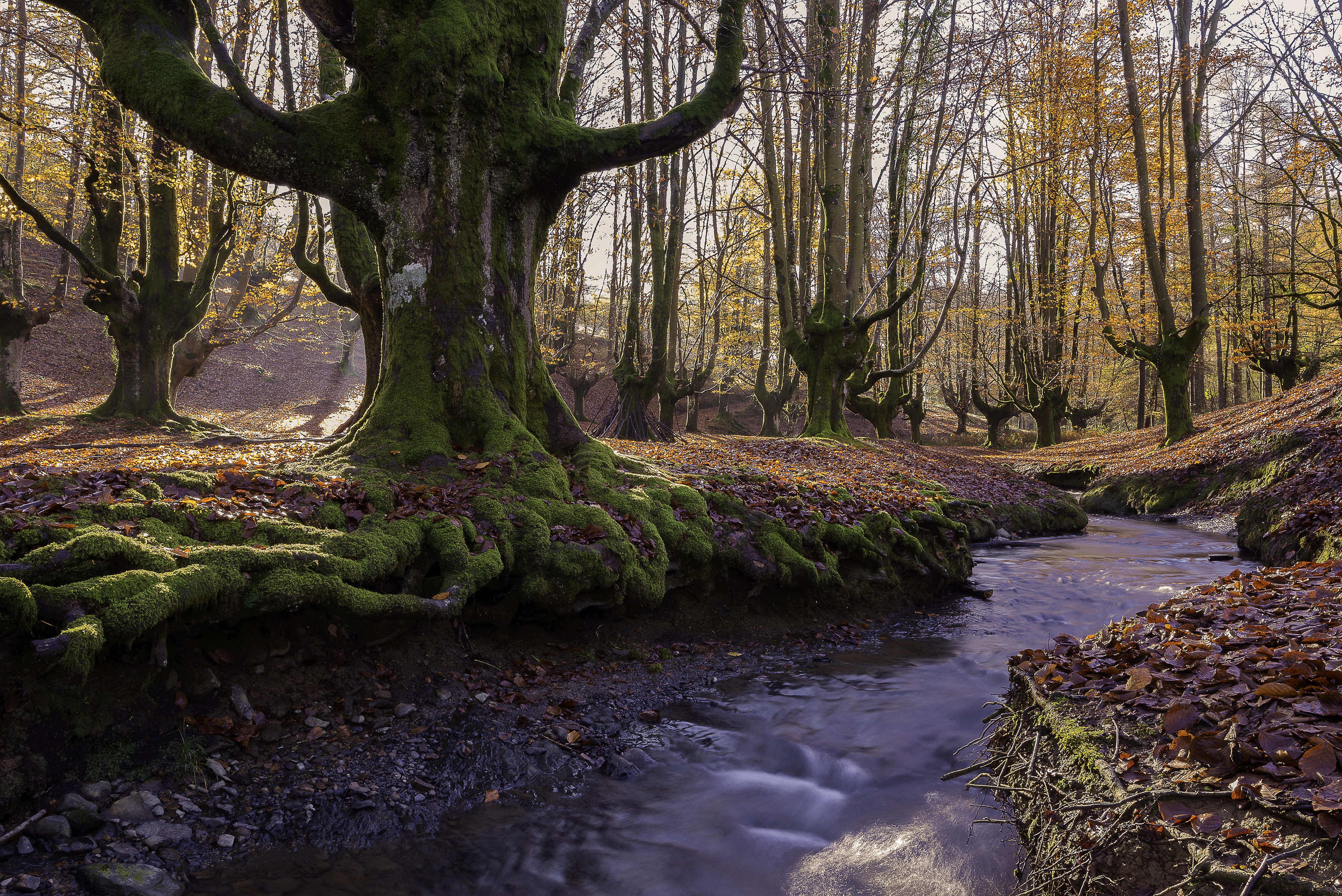 Mossy trees and stream in autumn park HD Wallpaper