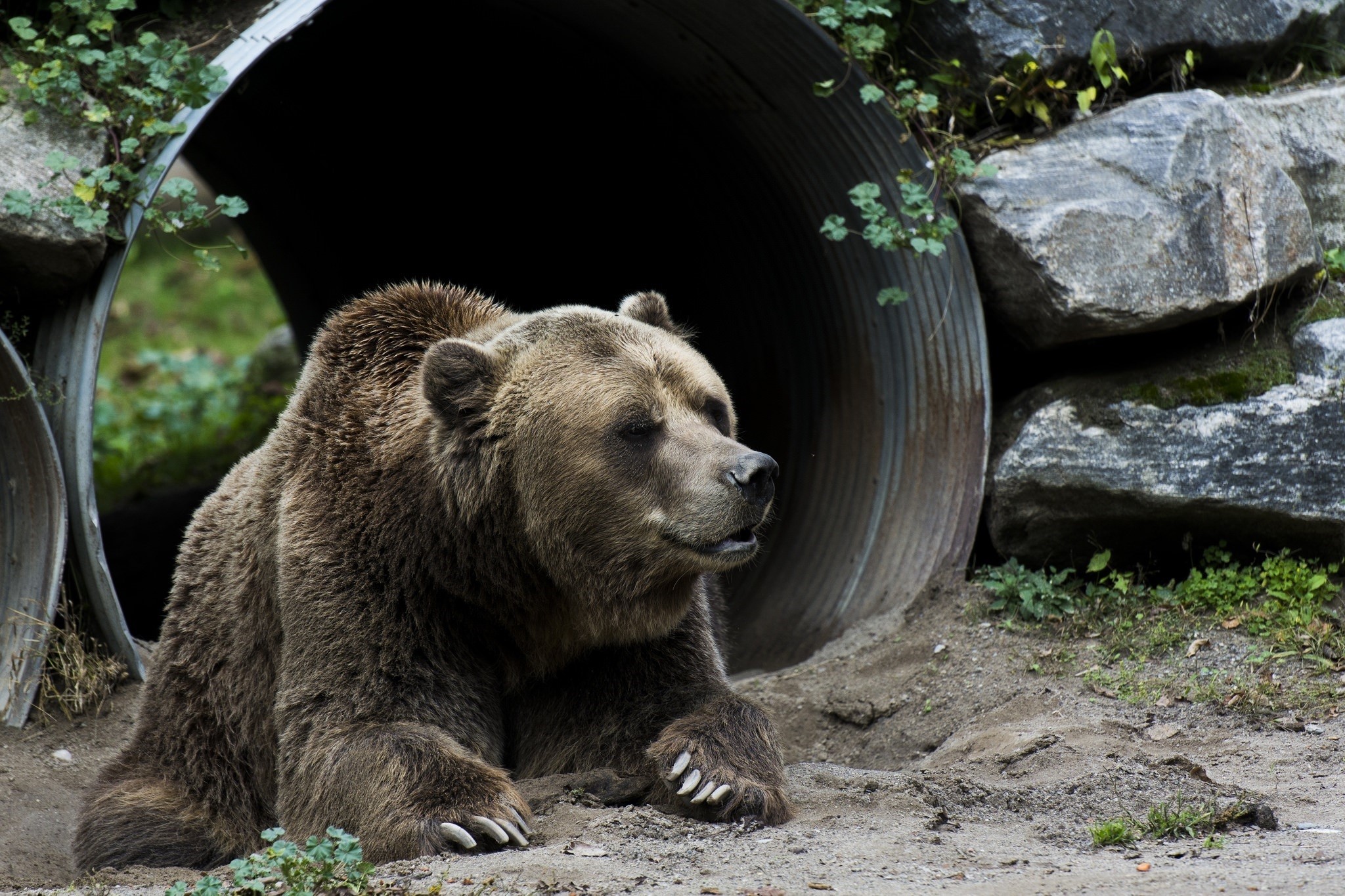 Brown bear resting near a tunnel entrance HD Wallpaper