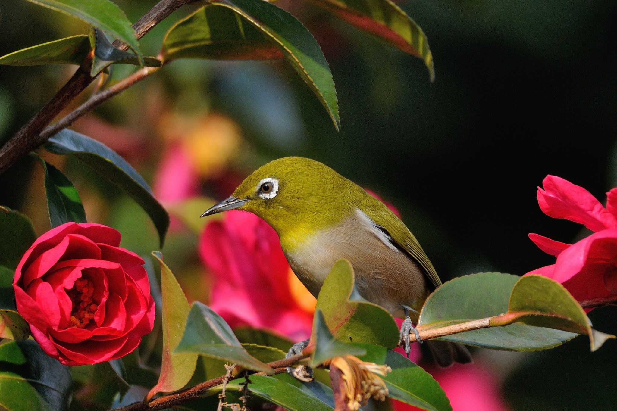 A Japanese White-eye bird on a camellia branch HD Wallpaper