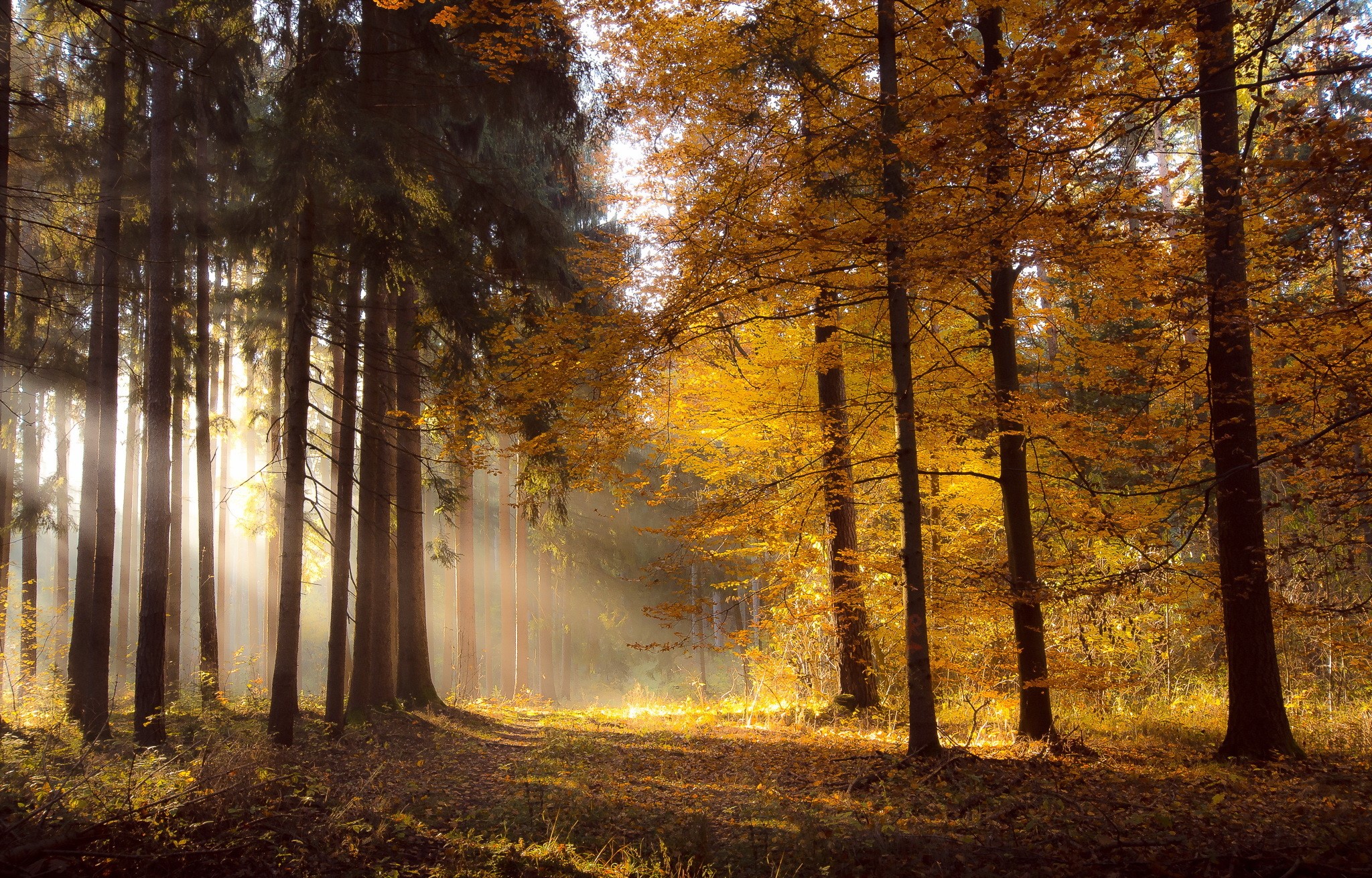 Sunlight filtering through autumn trees in a forest HD Wallpaper