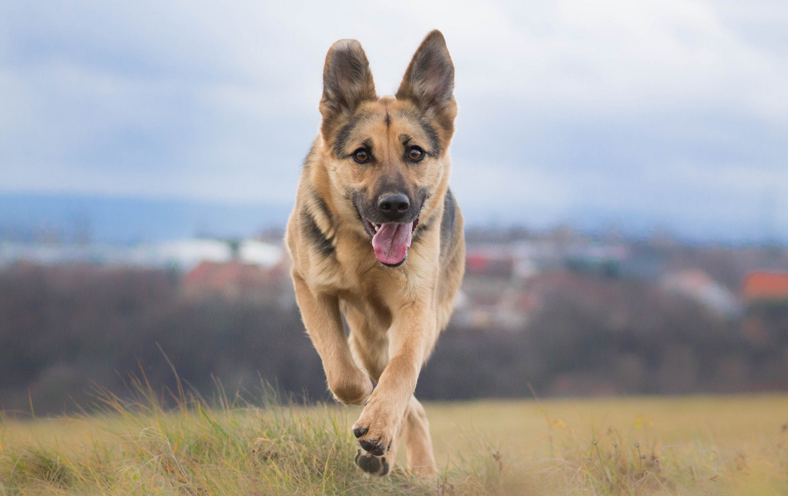 German Shepherd running in a field HD Wallpaper