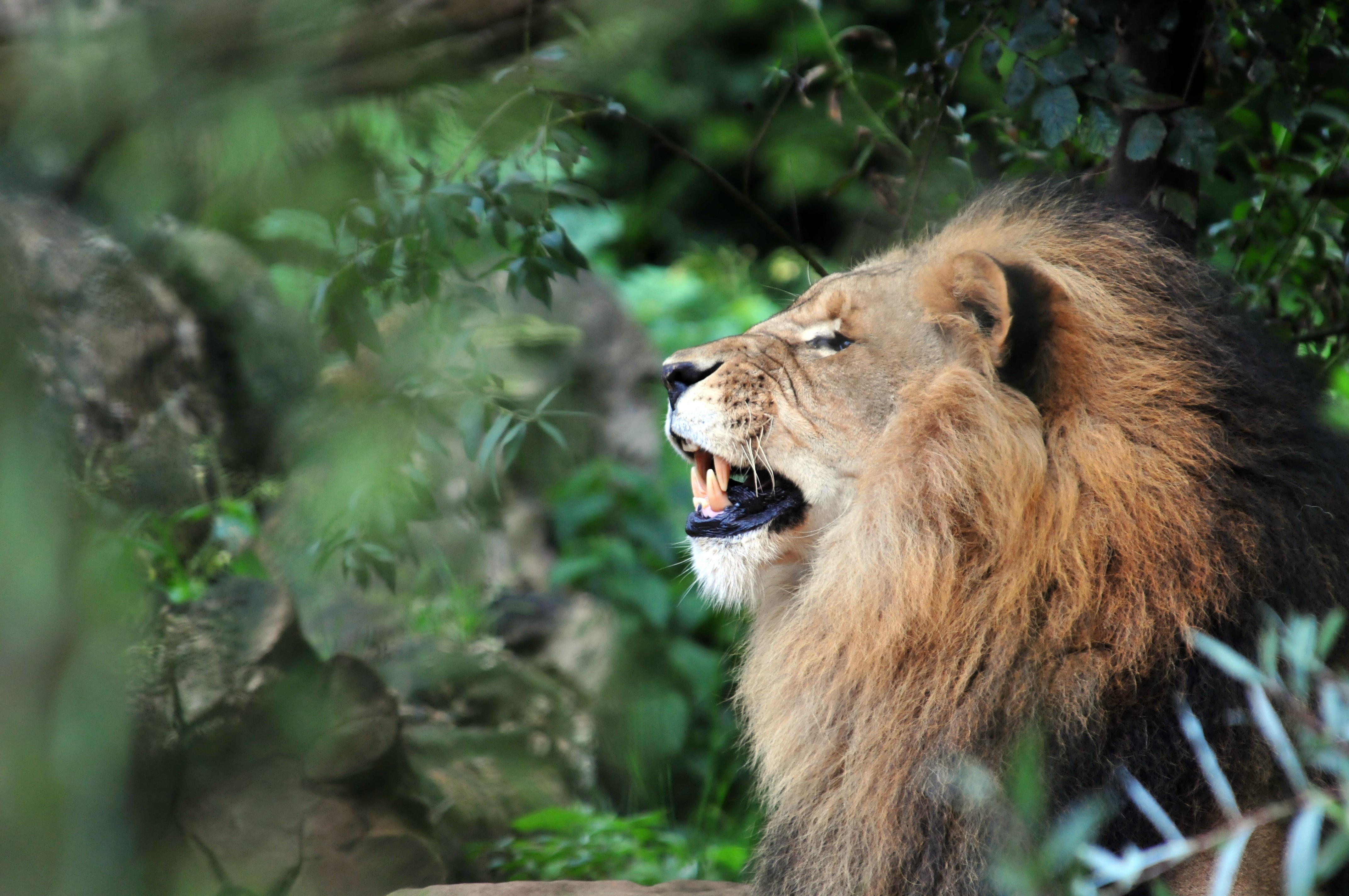 Lion roaring in a forest HD Wallpaper
