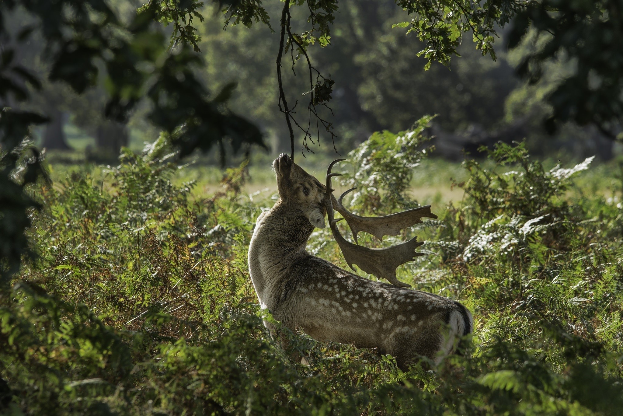 Fallow deer with large antlers reaching for a branch HD Wallpaper