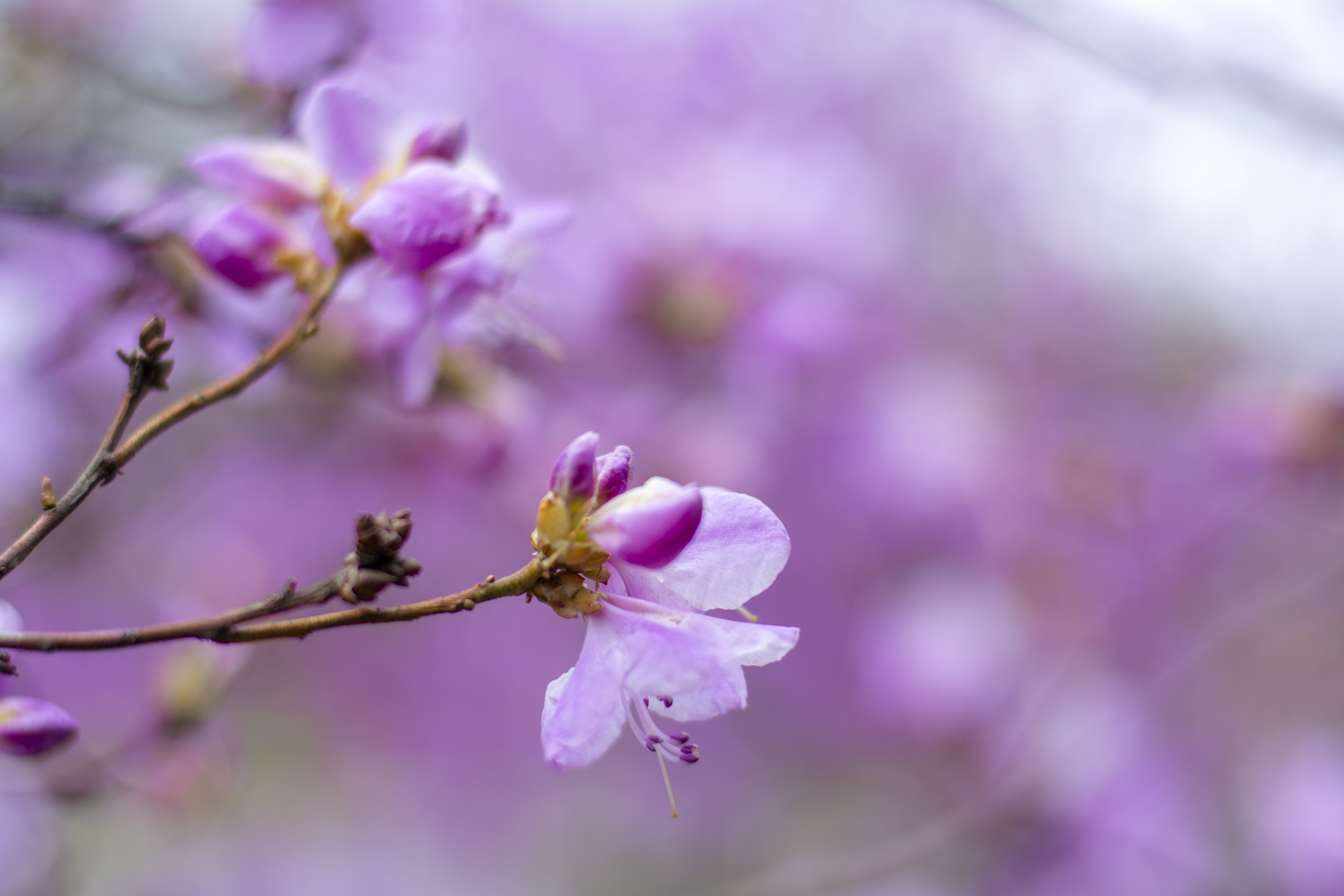 Purple flowers on branches with bokeh background HD Wallpaper