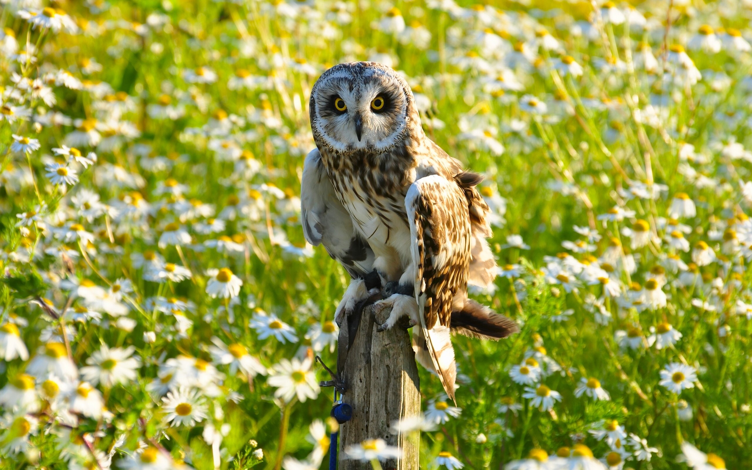 Short-eared owl perched on a wooden post in a field of daisies HD Wallpaper