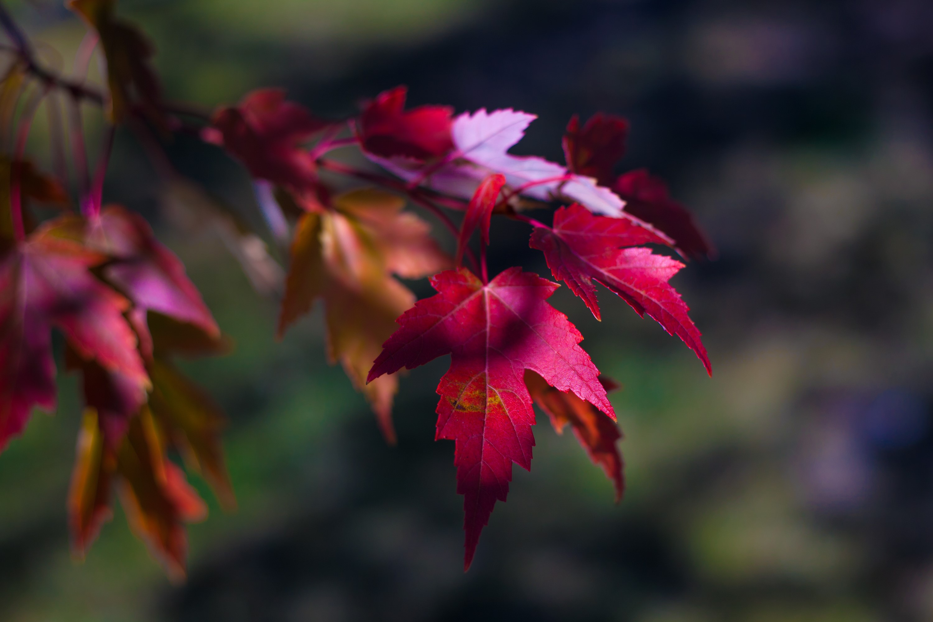 Close-up of red maple leaves in autumn HD Wallpaper