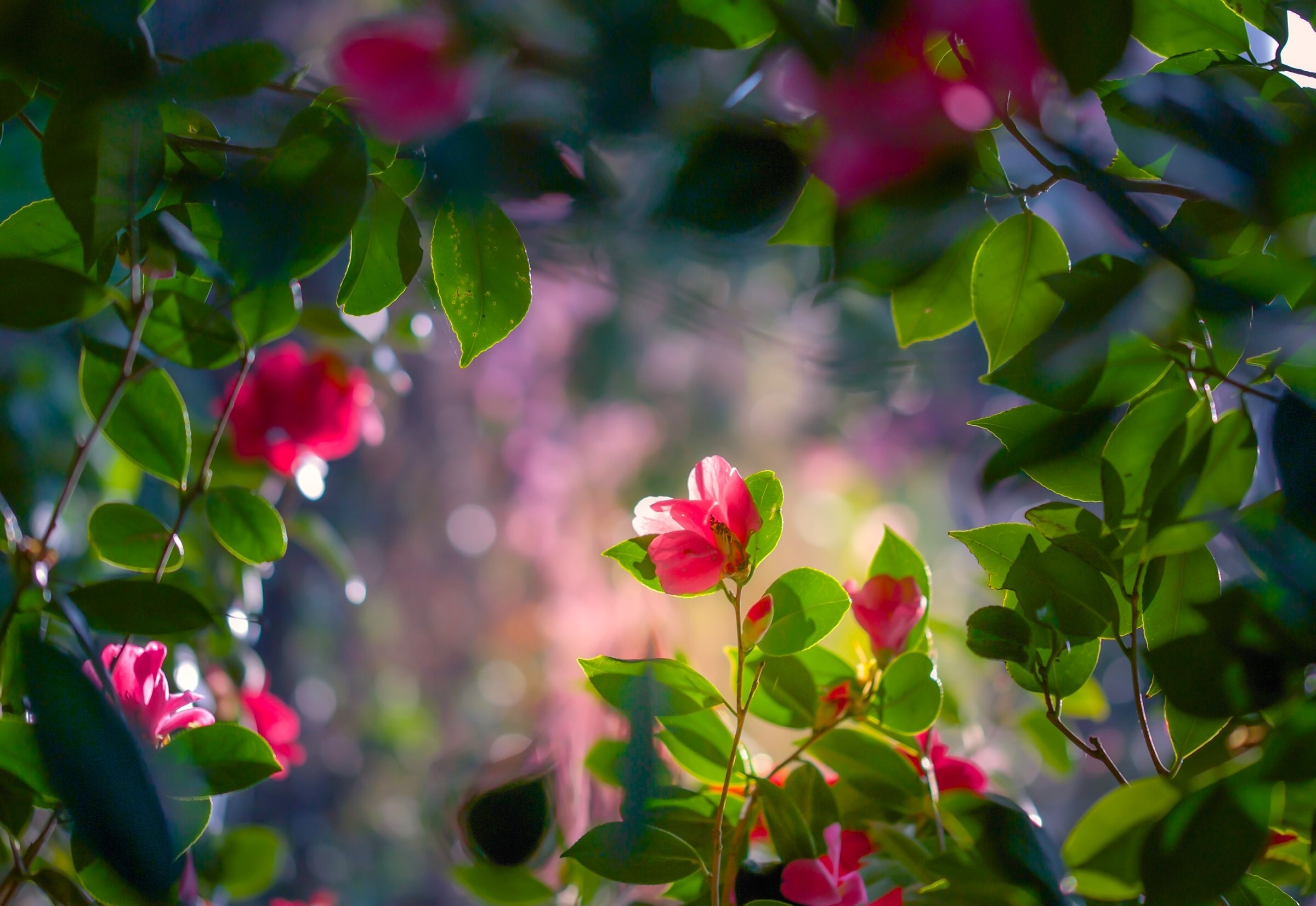 Pink Camellia Flowers and Green Leaves HD Wallpaper
