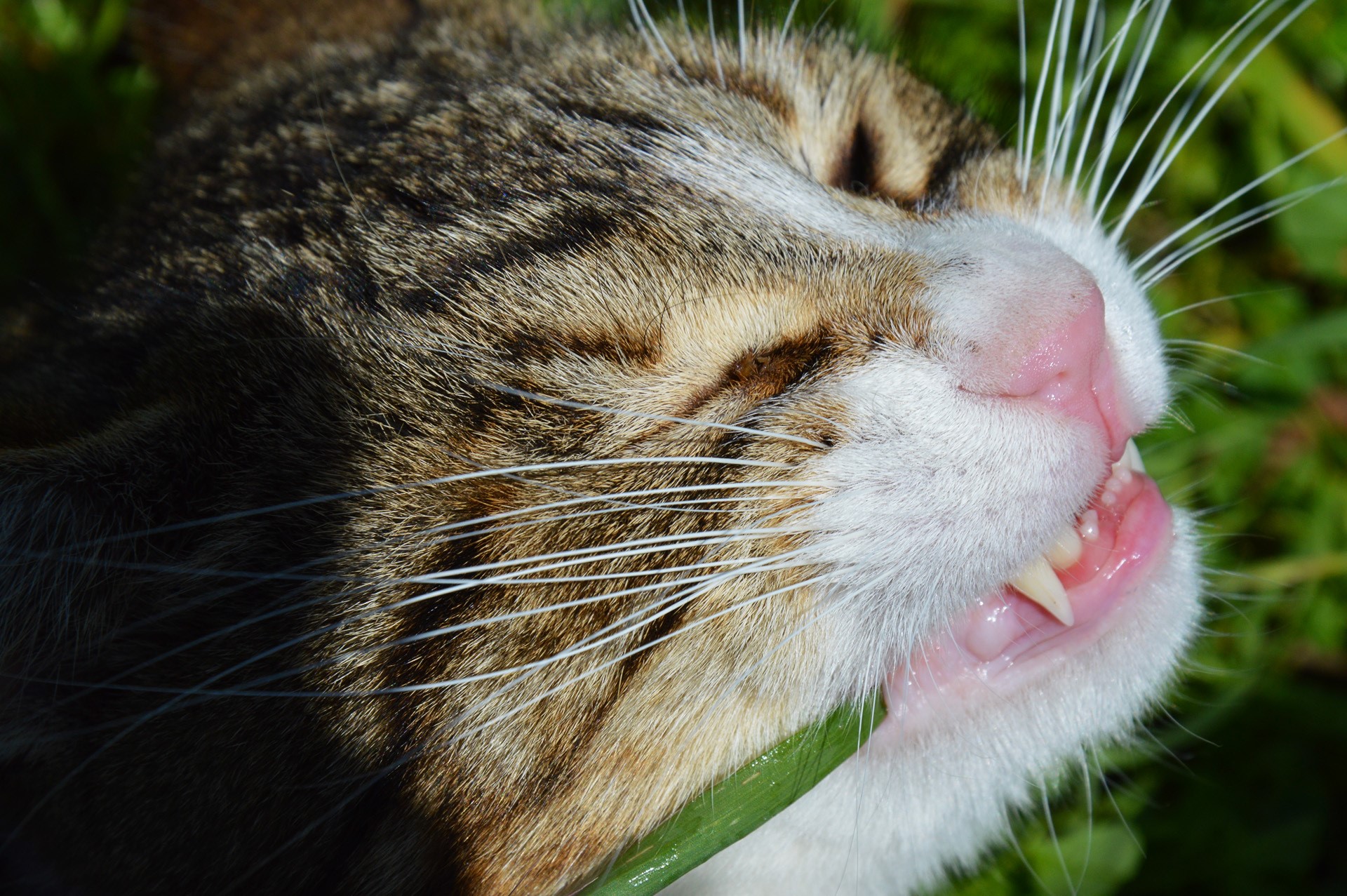 Close-up of a tabby cat's face with mouth open HD Wallpaper