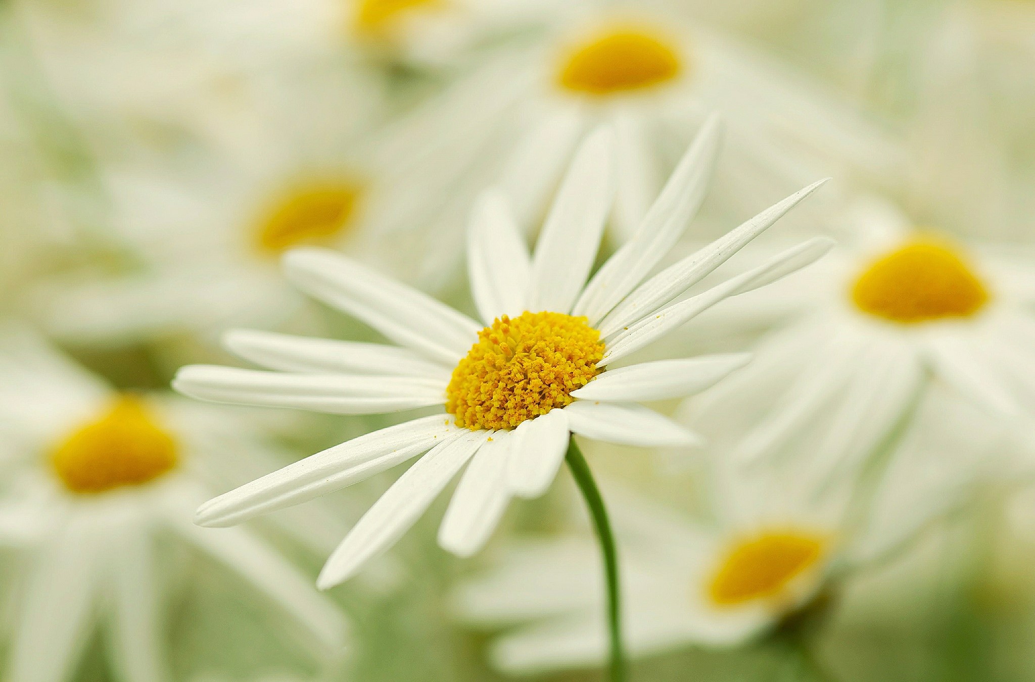 Close-up of white daisies with yellow centers HD Wallpaper