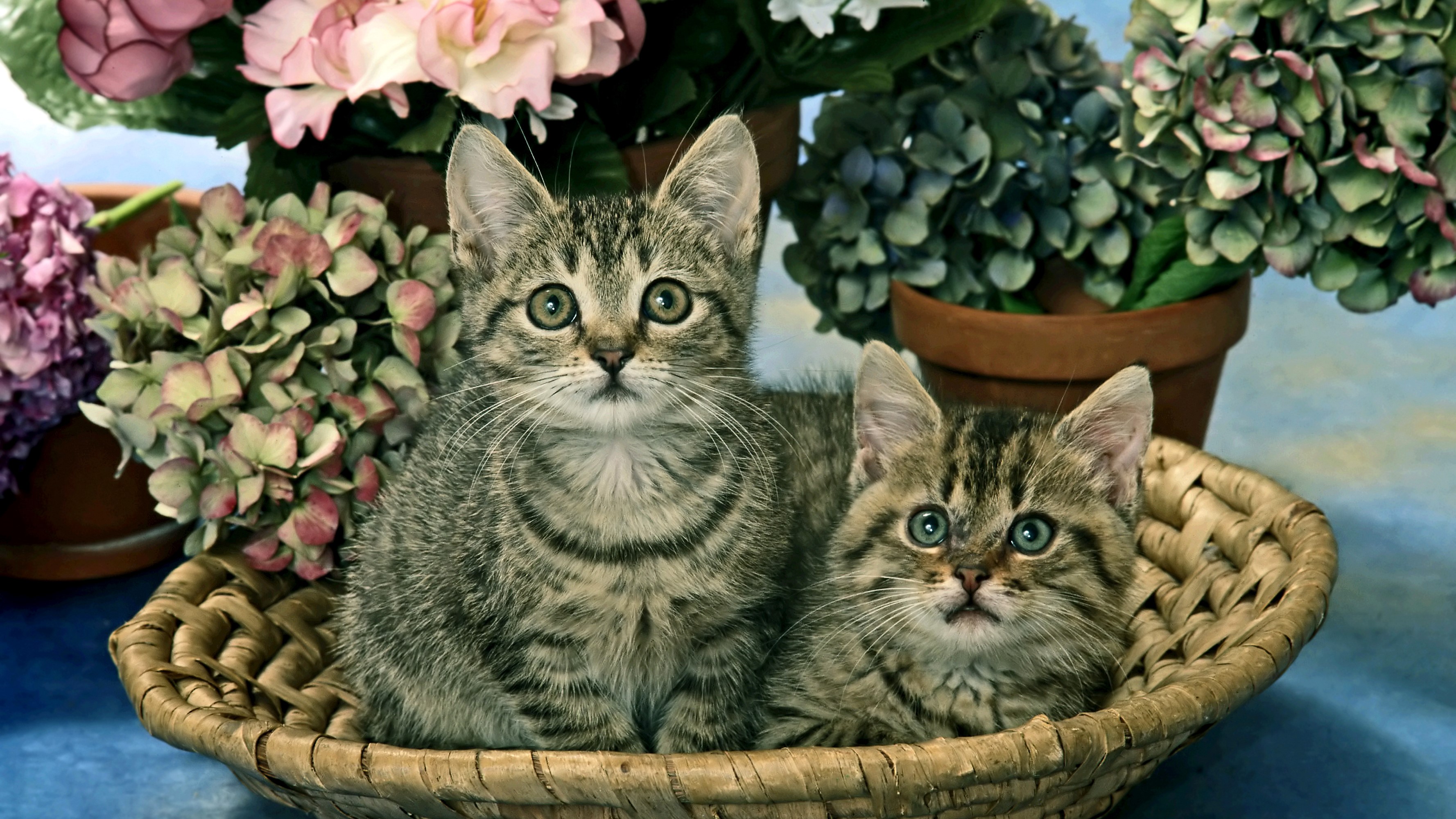 Two tabby kittens in a basket with flowers HD Wallpaper