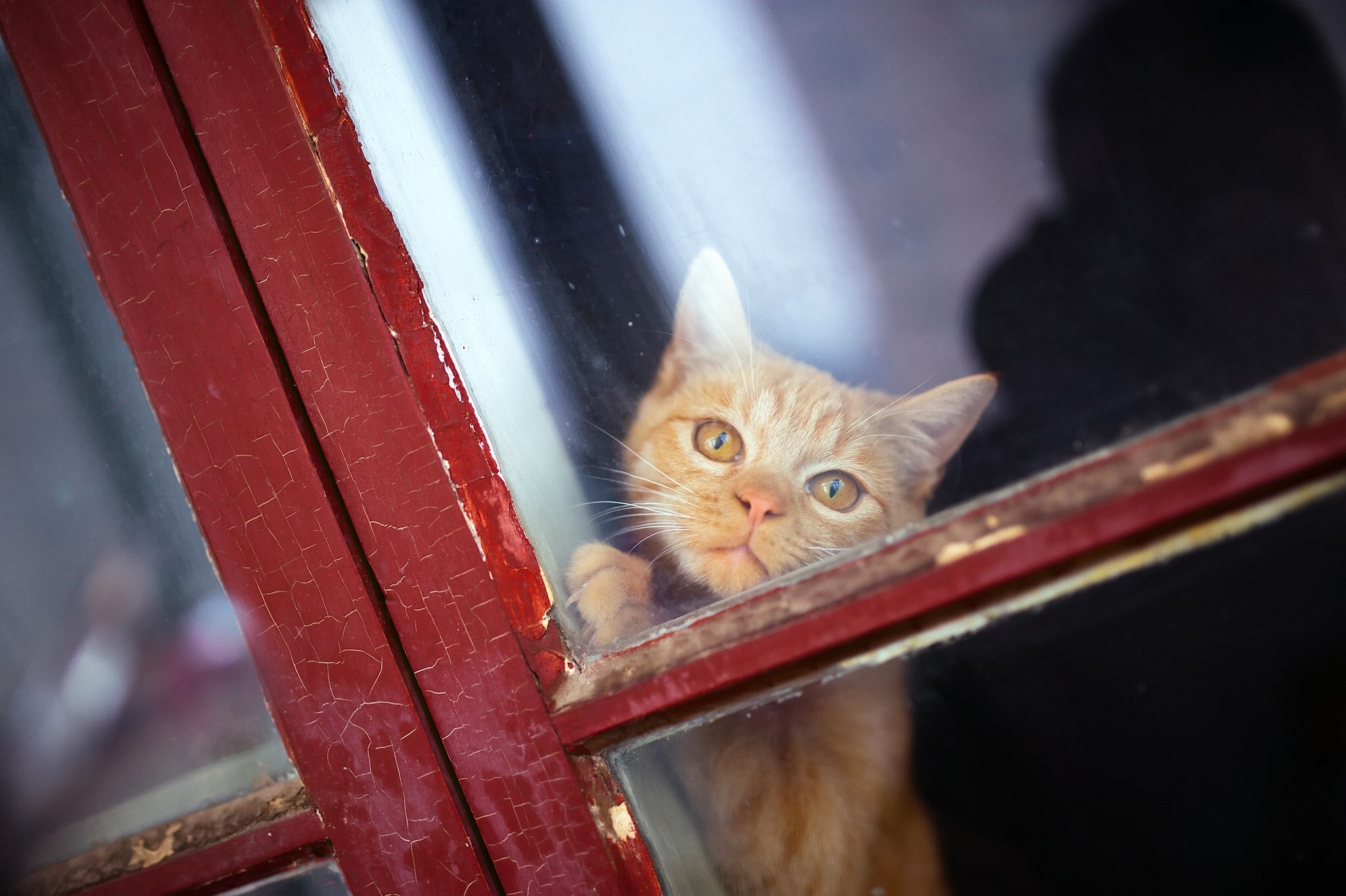 Ginger cat looking through a red window HD Wallpaper