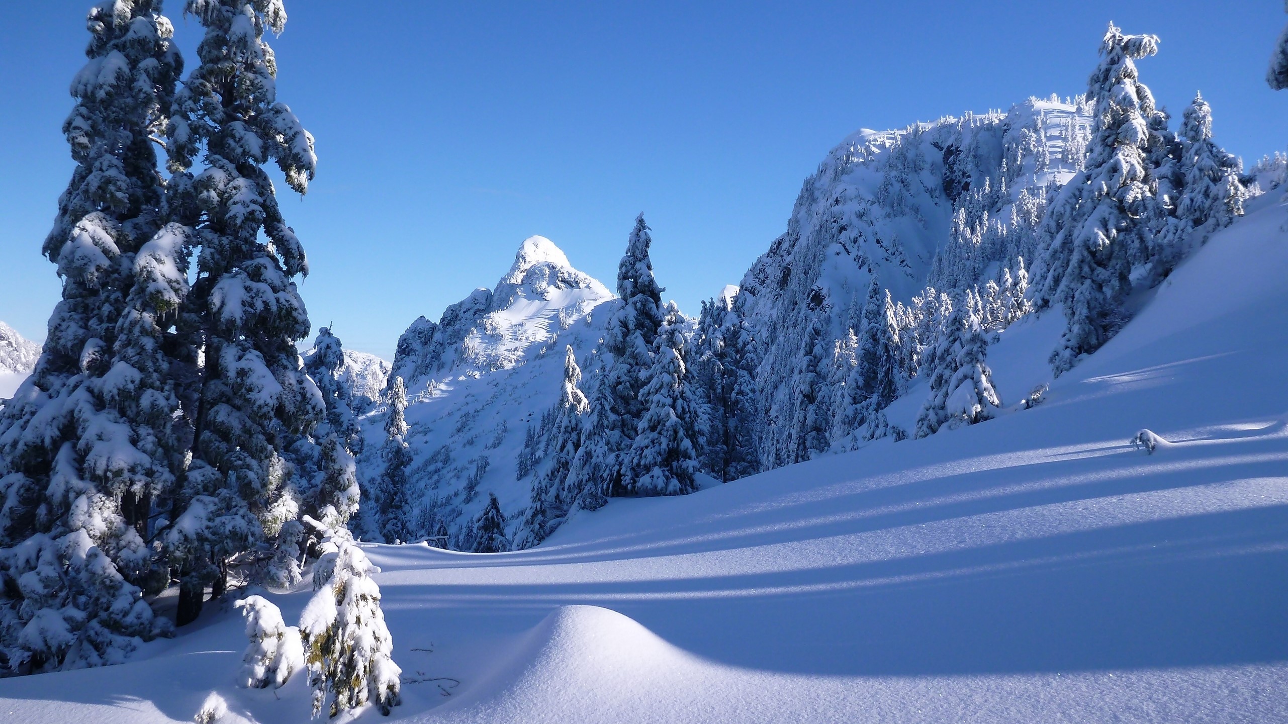 Snowy evergreen trees on a mountain slope under a clear blue sky HD Wallpaper