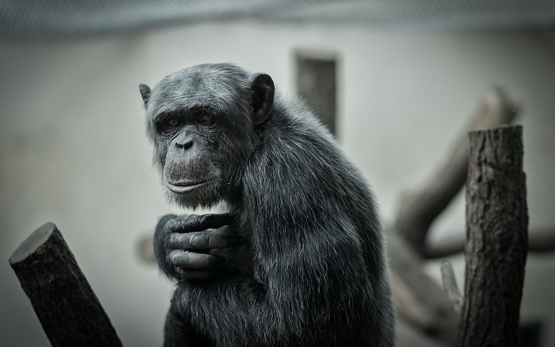 Chimpanzee sitting on logs in an enclosure HD Wallpaper