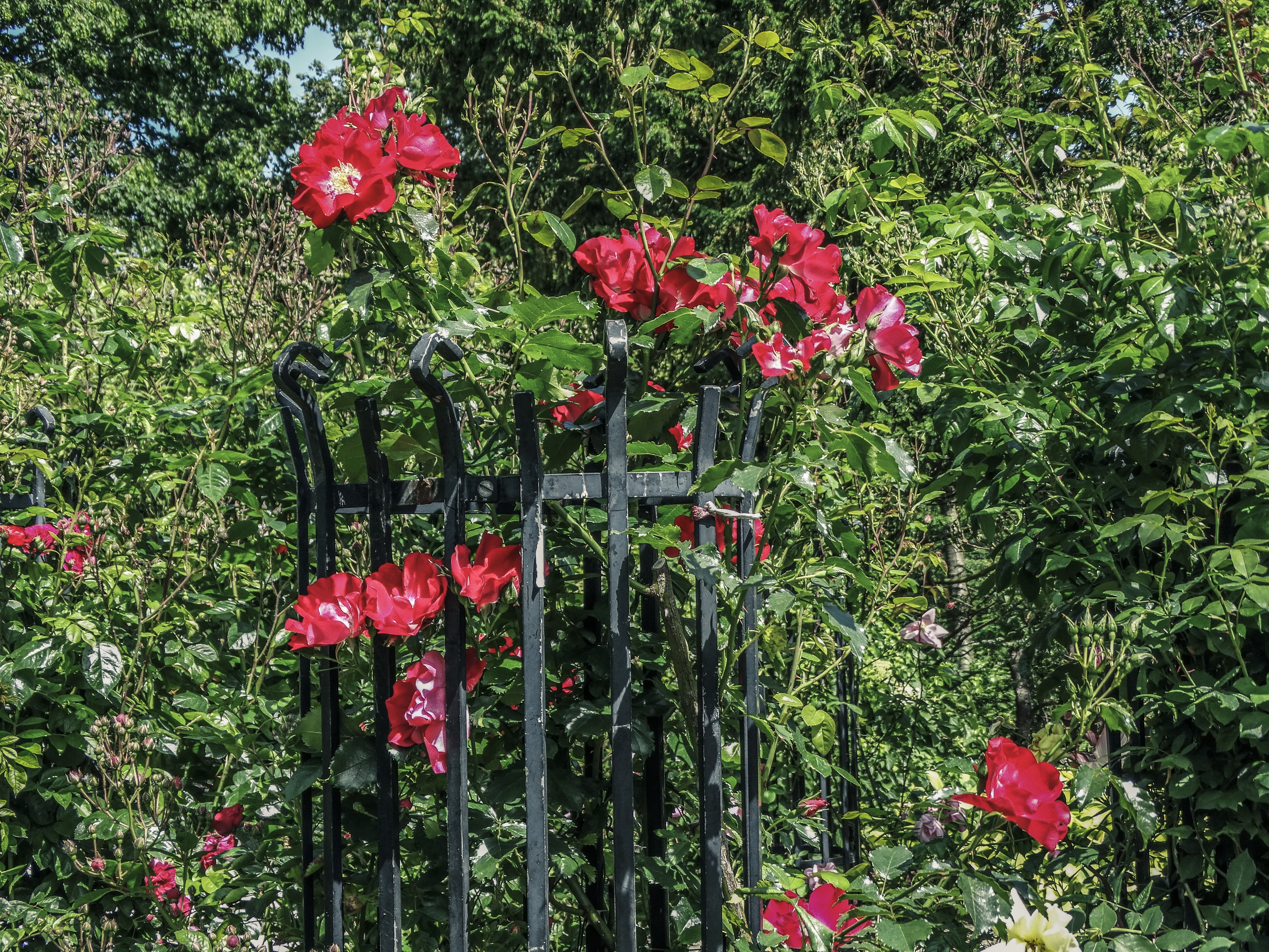 Red Roses on a Black Metal Trellis HD Wallpaper