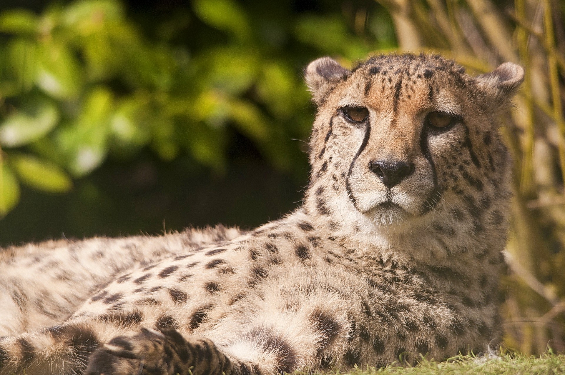 Cheetah lying down and looking to the side HD Wallpaper