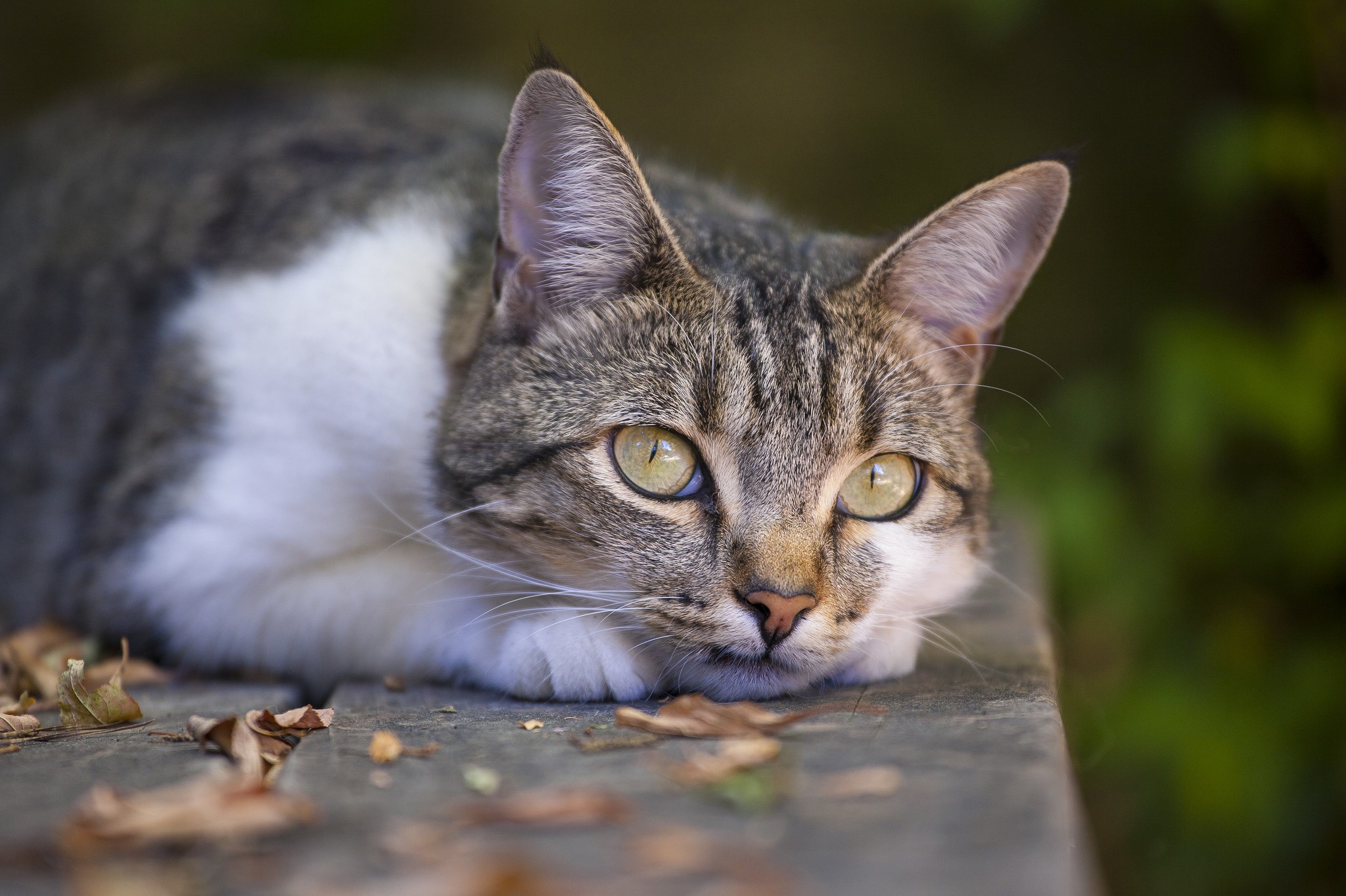 Tabby cat lying down with green eyes HD Wallpaper