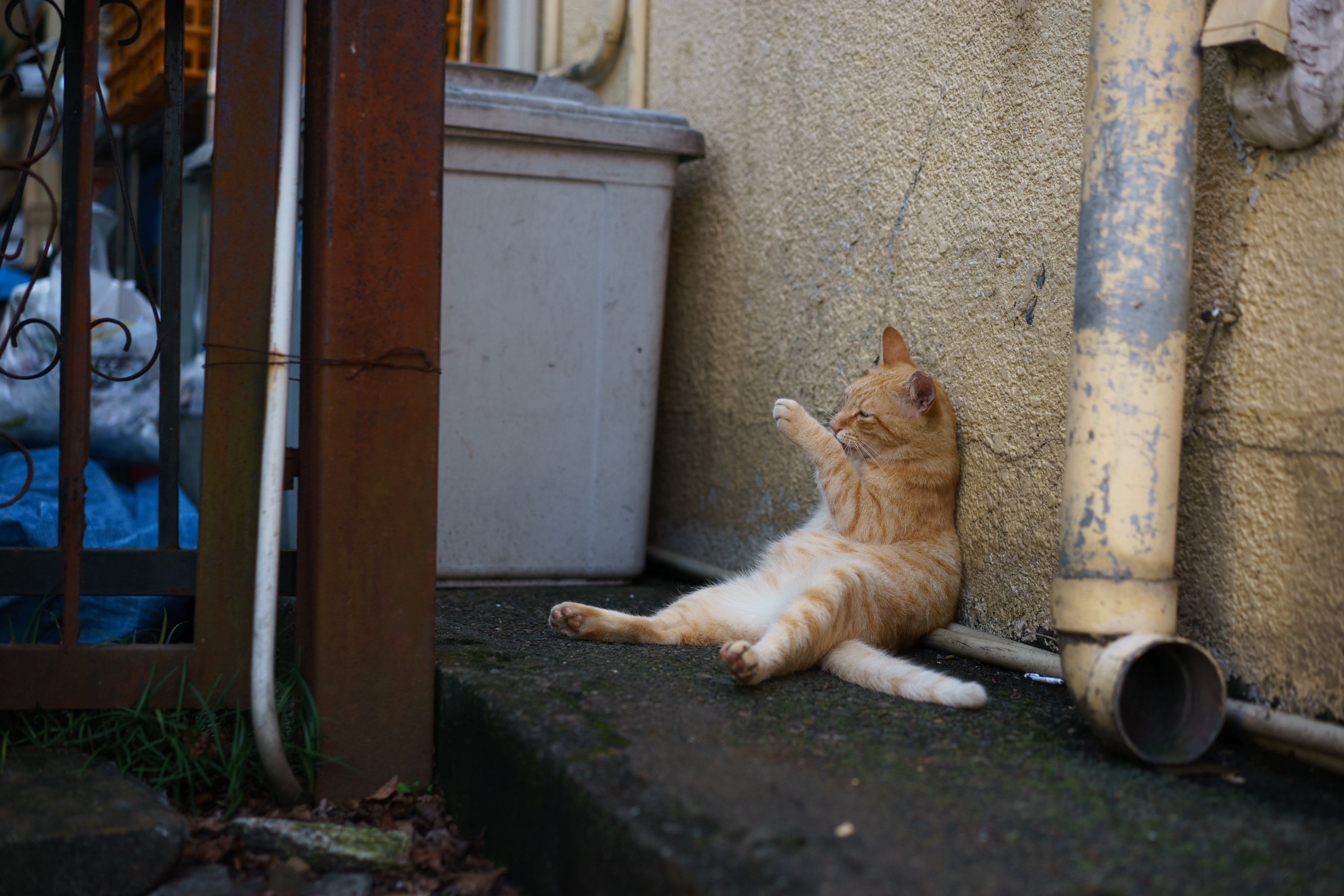 Orange cat sitting by a wall HD Wallpaper